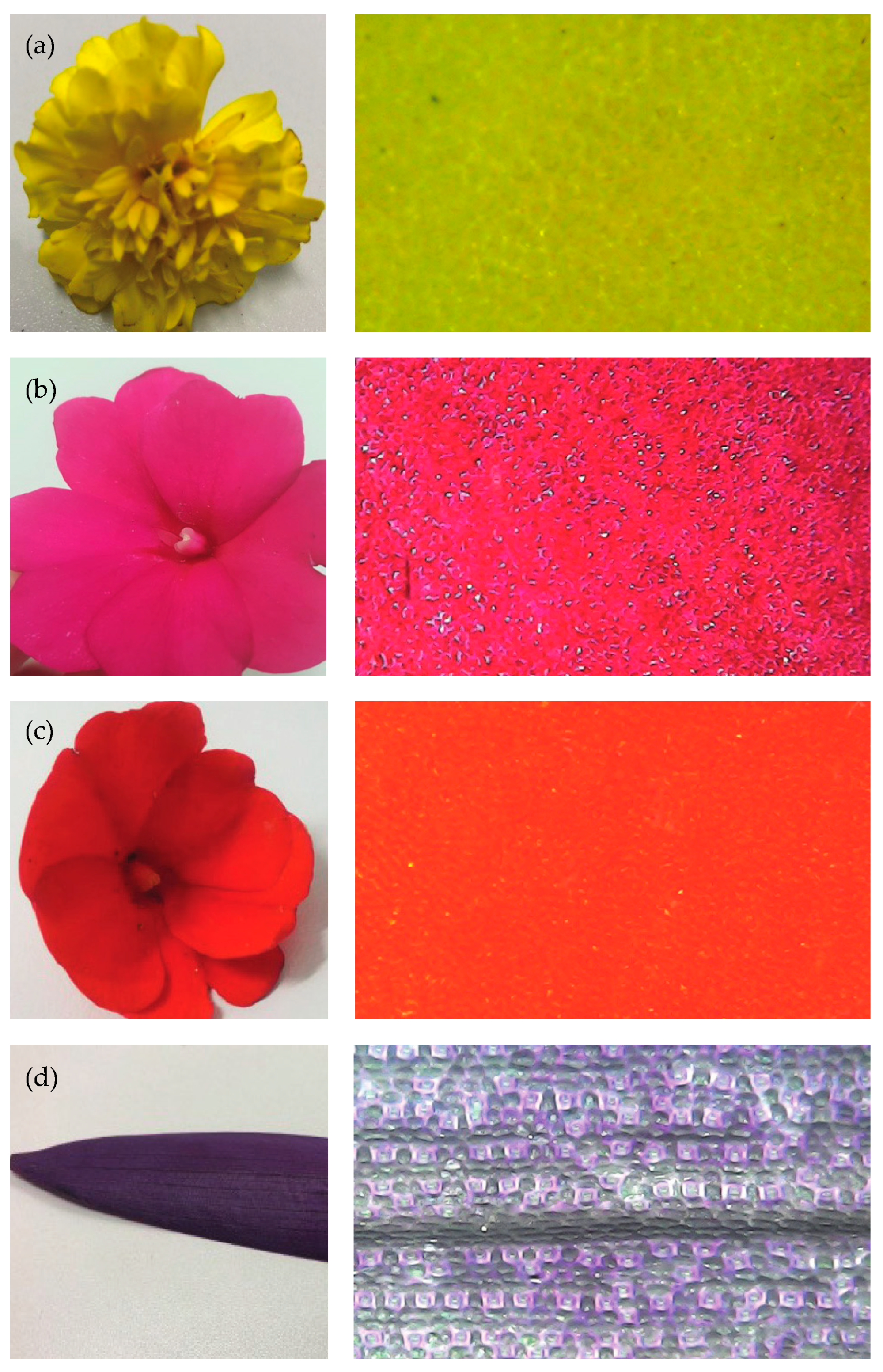 Jimaging 10 00150 g005