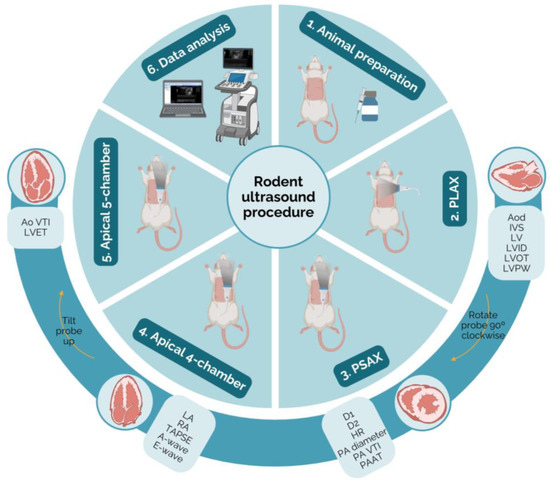 Realistic Aspects of Cardiac Ultrasound in Rats: Practical Tips for ...