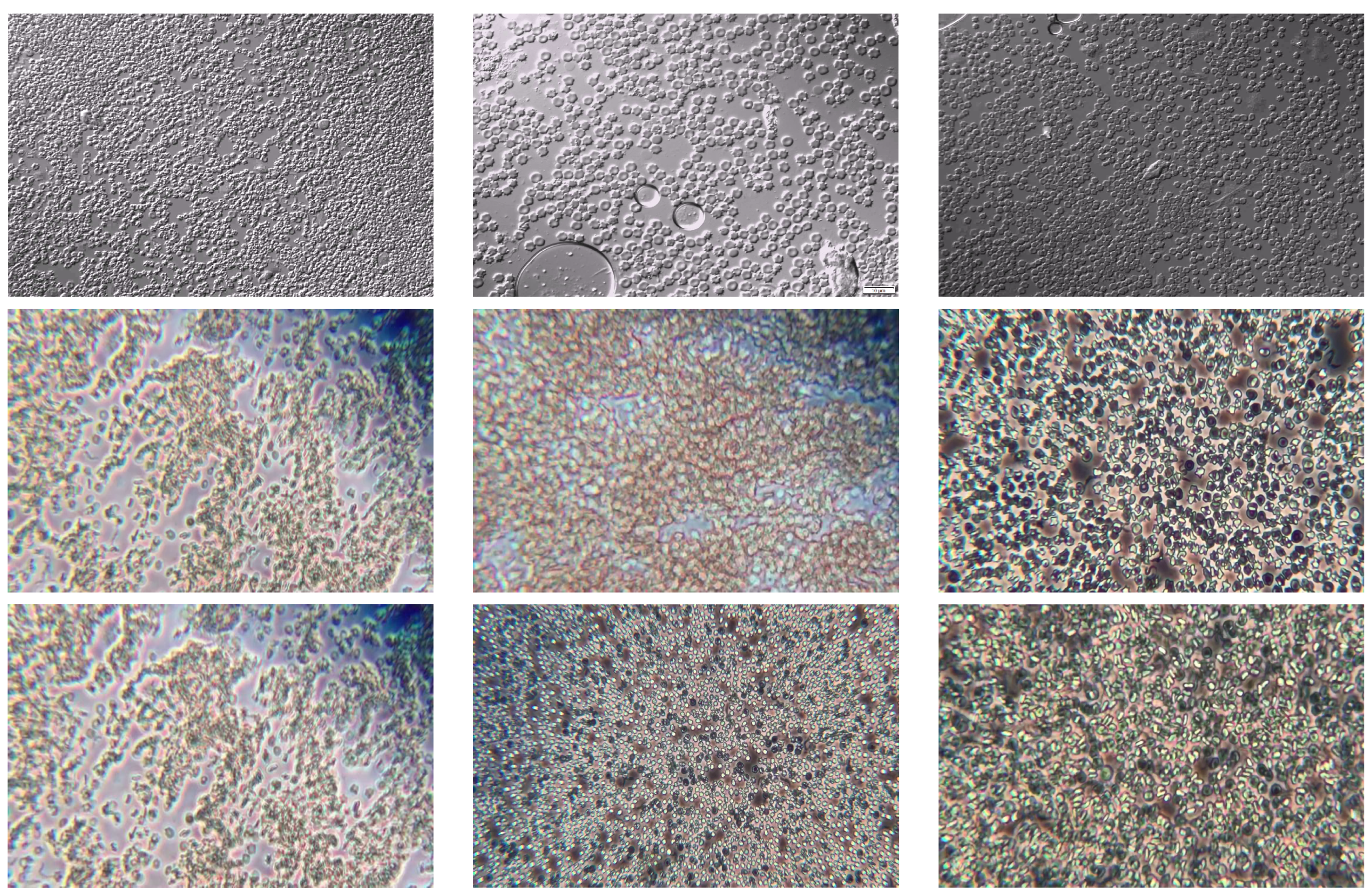 Jimaging 11 00117 g001