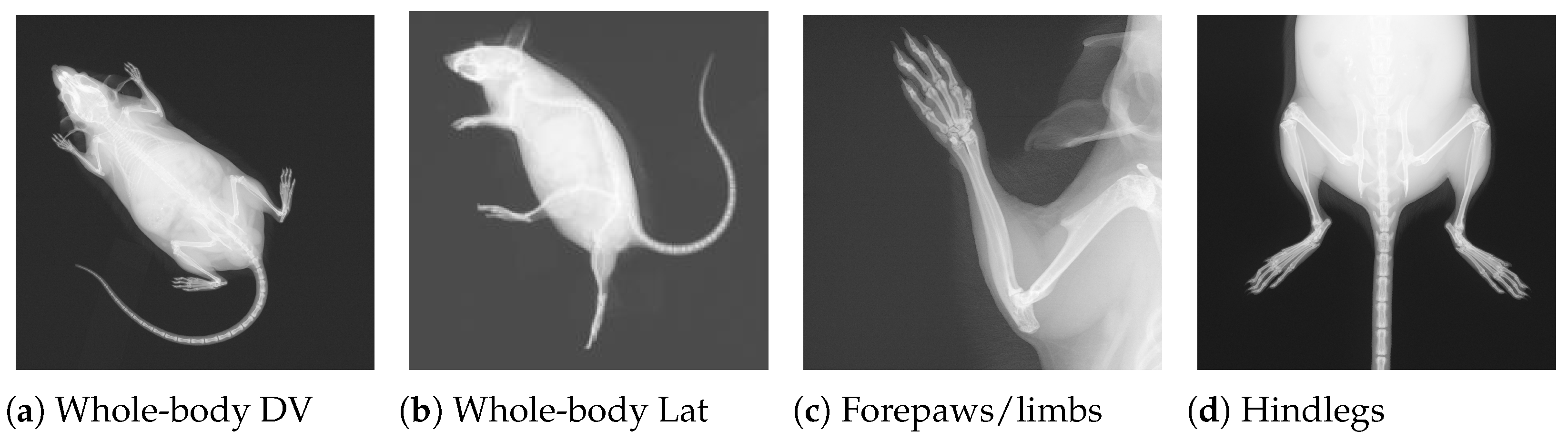 Jimaging 11 00348 g001