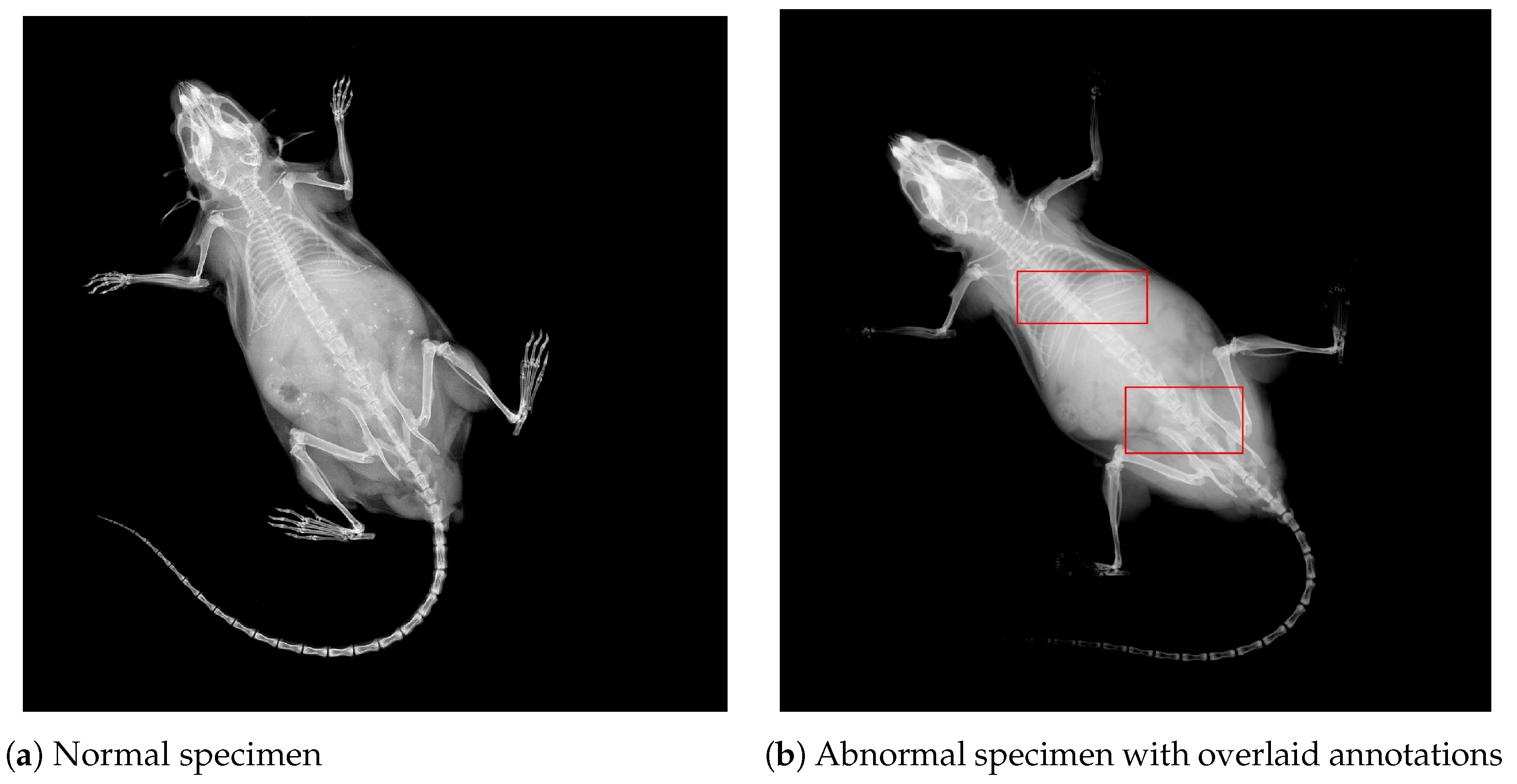 Jimaging 11 00348 g002