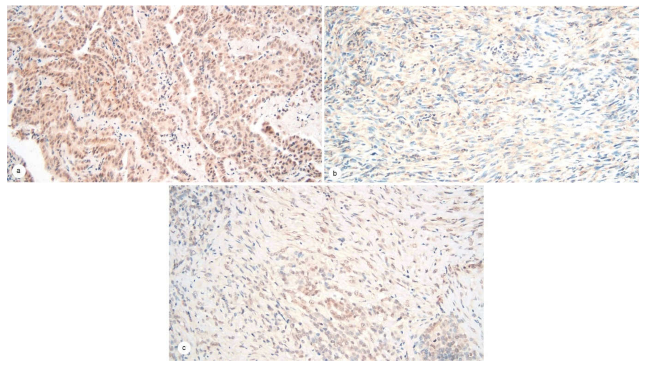 Jmp 02 00019 g002 550