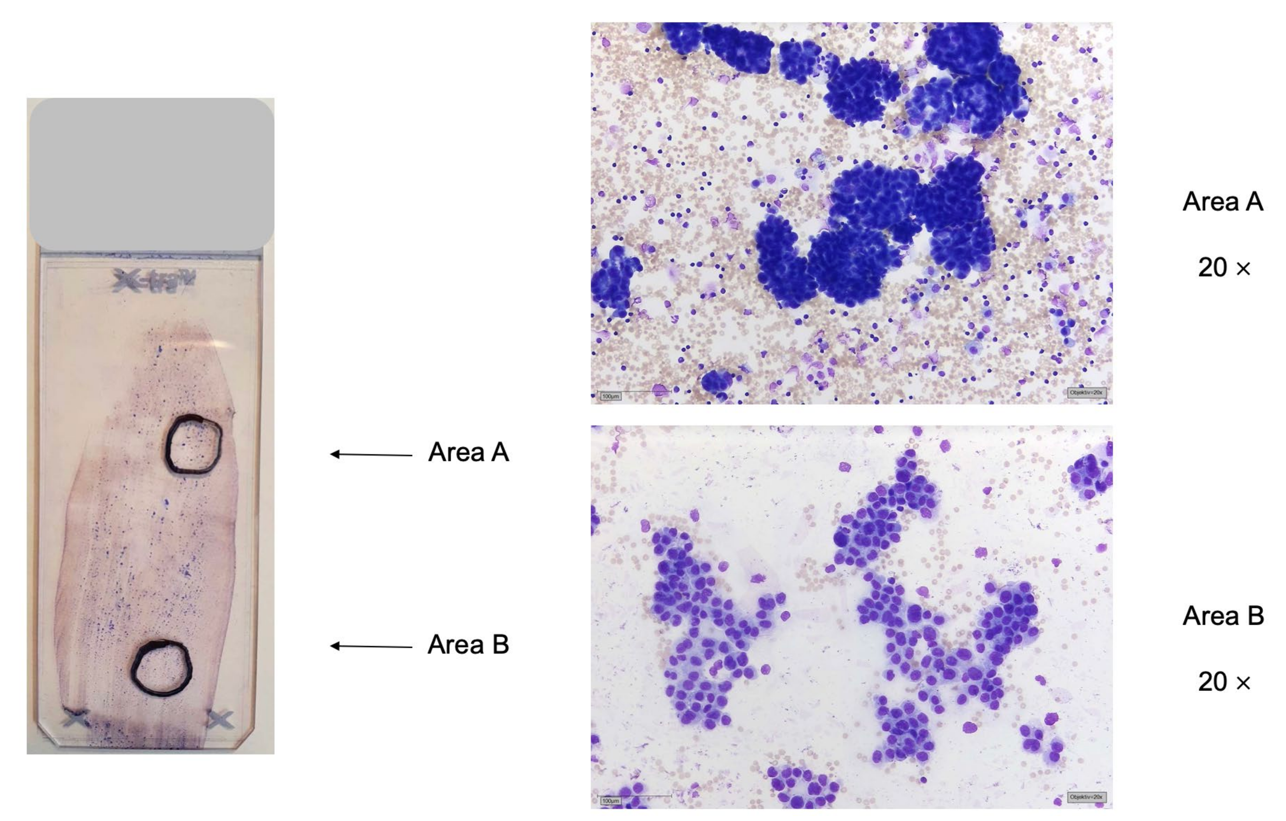 Jmp 03 00008 g001 550