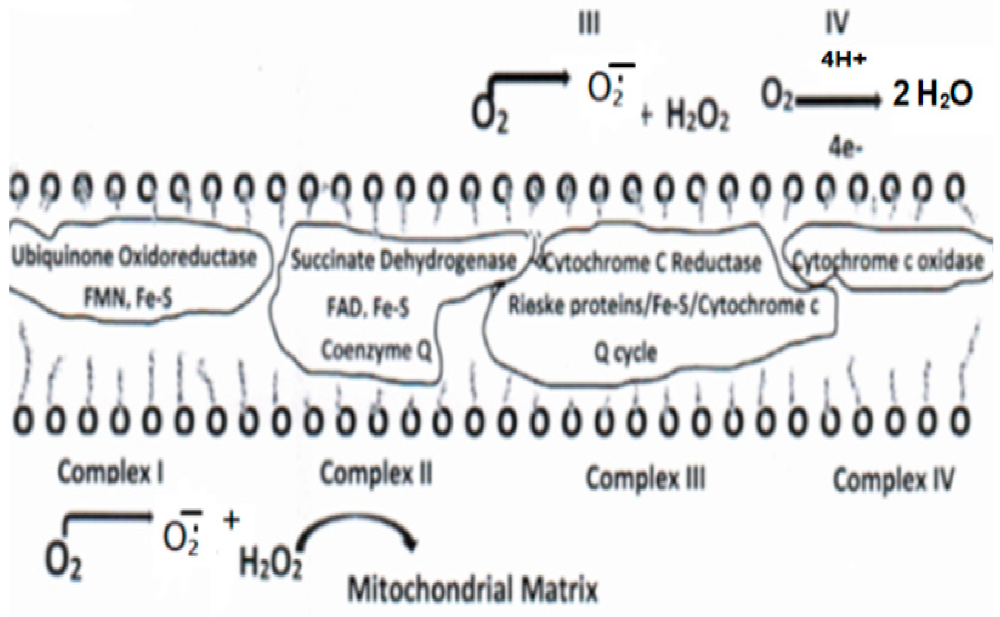 Jmp 05 00007 g002 Jmp 05 00007 g002