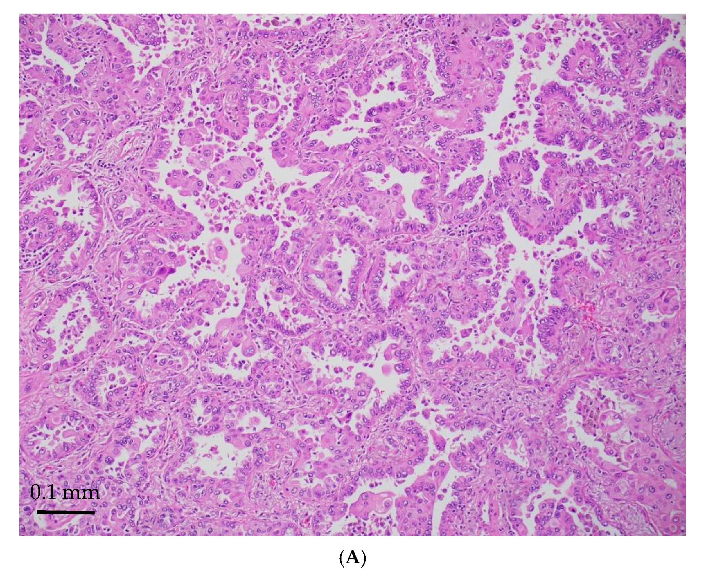 Jmp 06 00028 g003a Jmp 06 00028 g003a