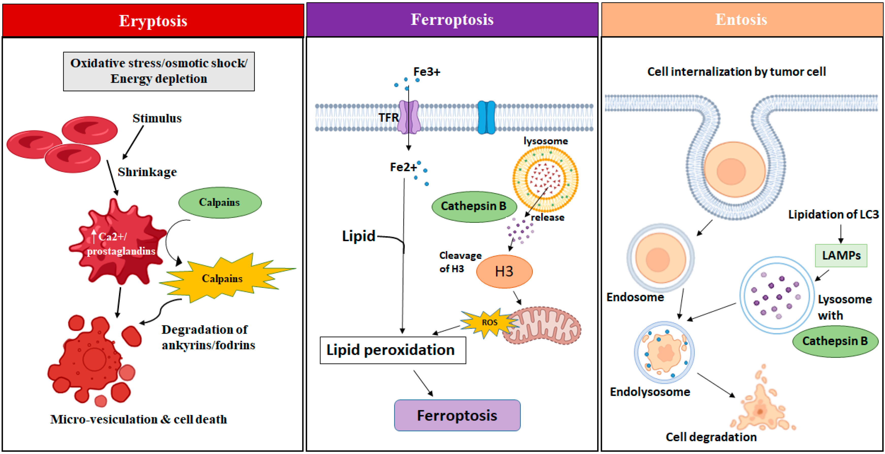 Jmp 06 00032 g004 Jmp 06 00032 g004
