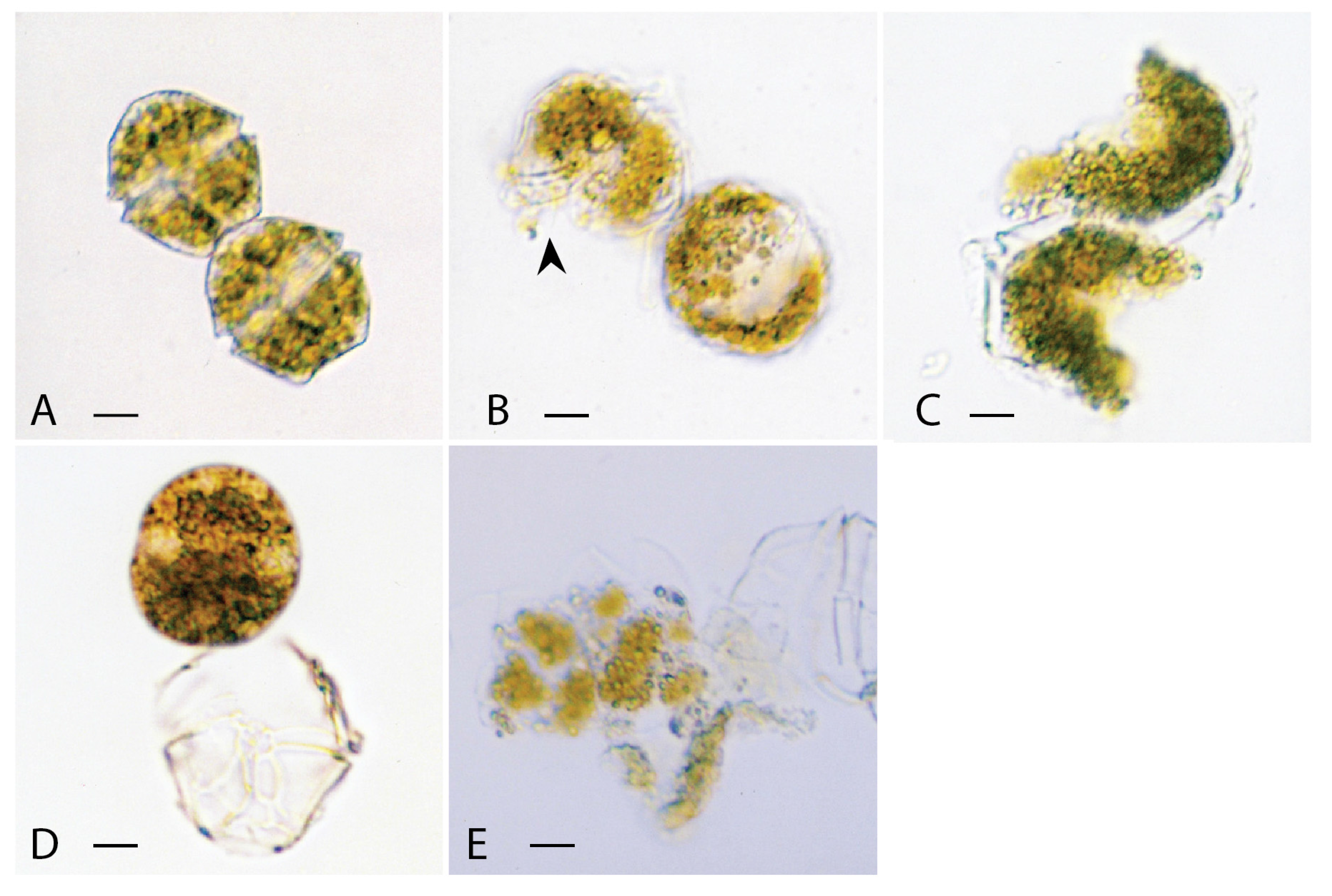Jmse 03 00401 g002