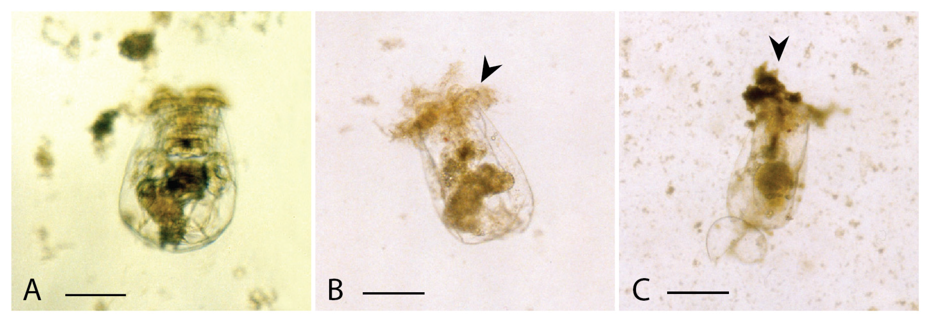 Jmse 03 00401 g004