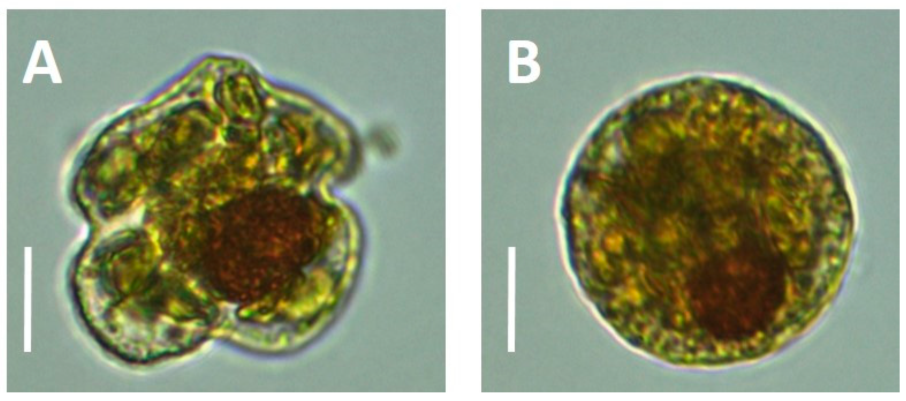 Jmse 07 00024 g002 550