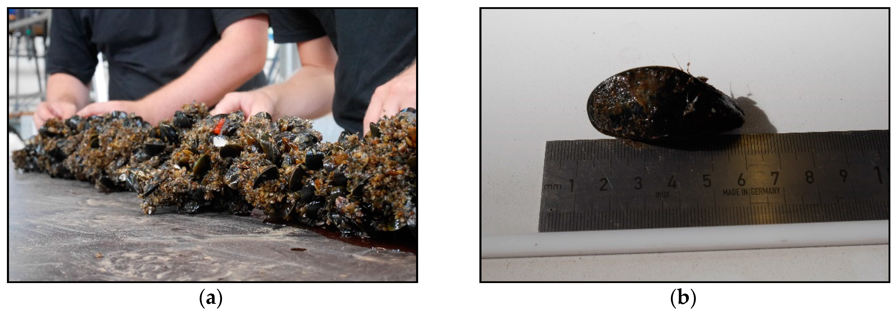 Jmse 07 00065 g004 550