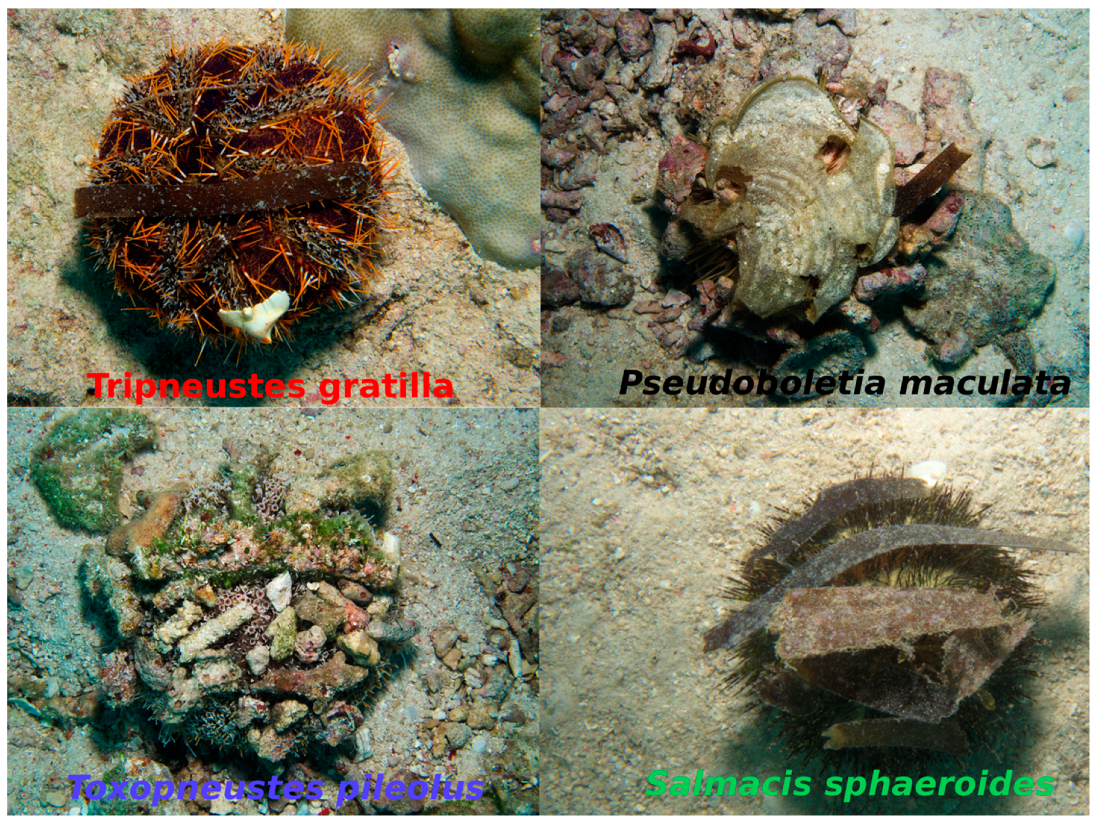 Jmse 07 00069 g001 Jmse 07 00069 g001