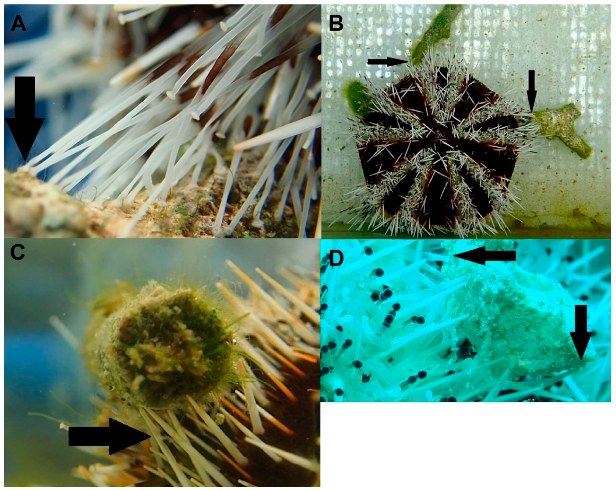 Jmse 07 00069 g007 Jmse 07 00069 g007