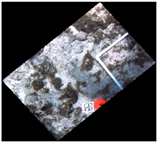 Jmse 07 00178 i005 Jmse 07 00178 i005