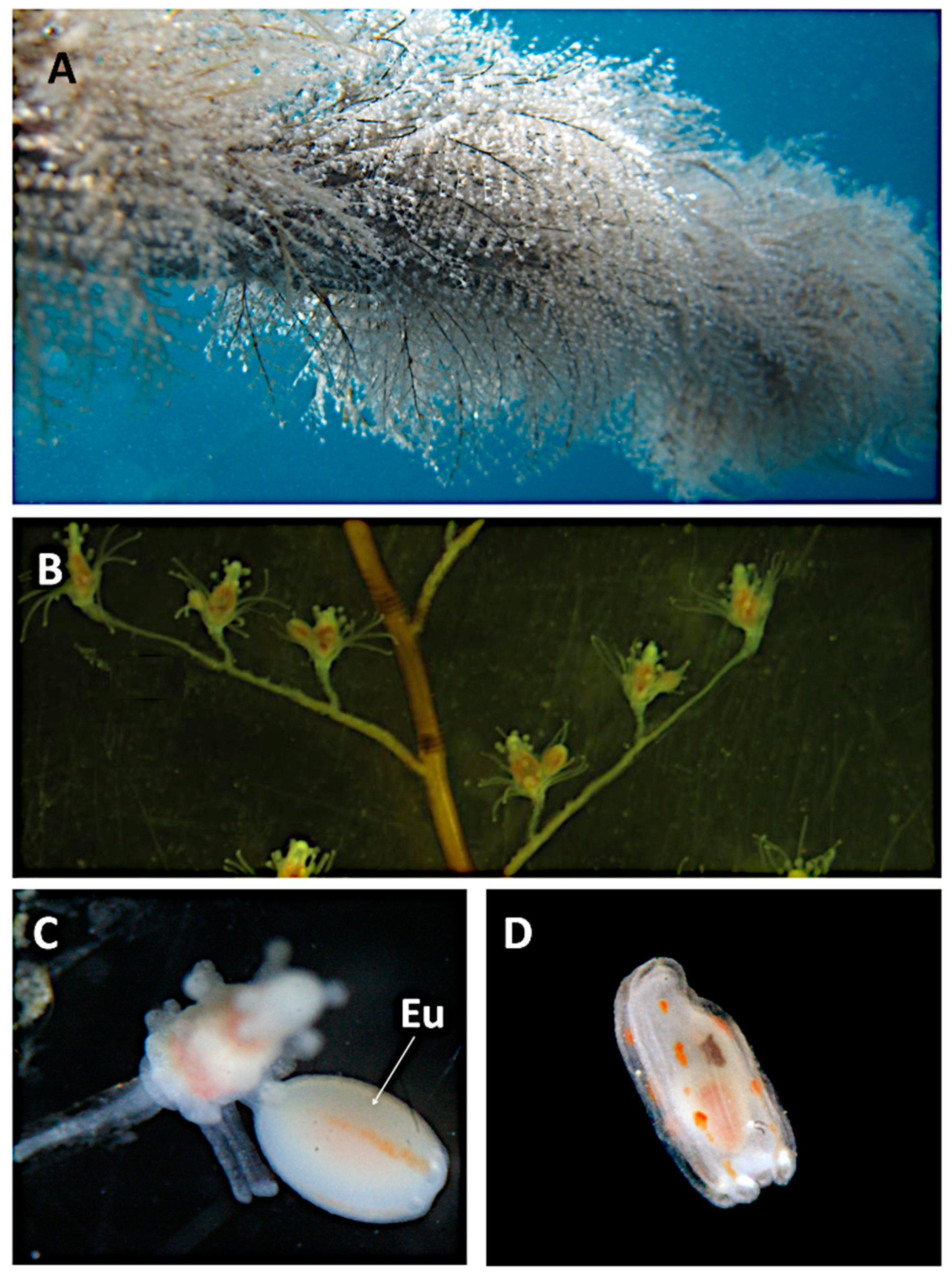 Jmse Free Full Text Harmful Fouling Communities On Fish Farms In The Sw Mediterranean Sea Composition Growth And Reproductive Periods Html