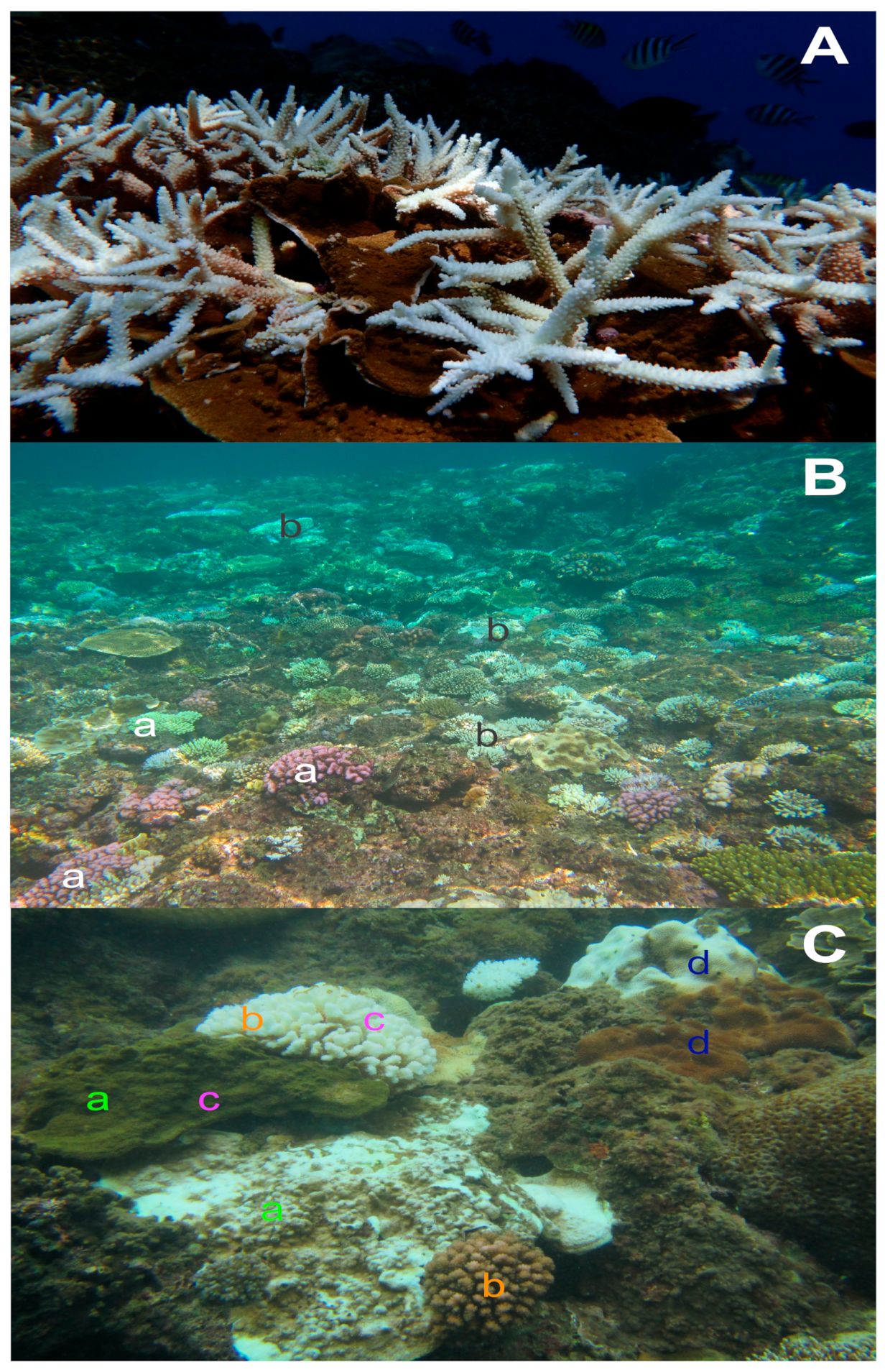 Jmse Free Full Text Thermal Stress And Resilience Of Corals In A Climate Changing World Html