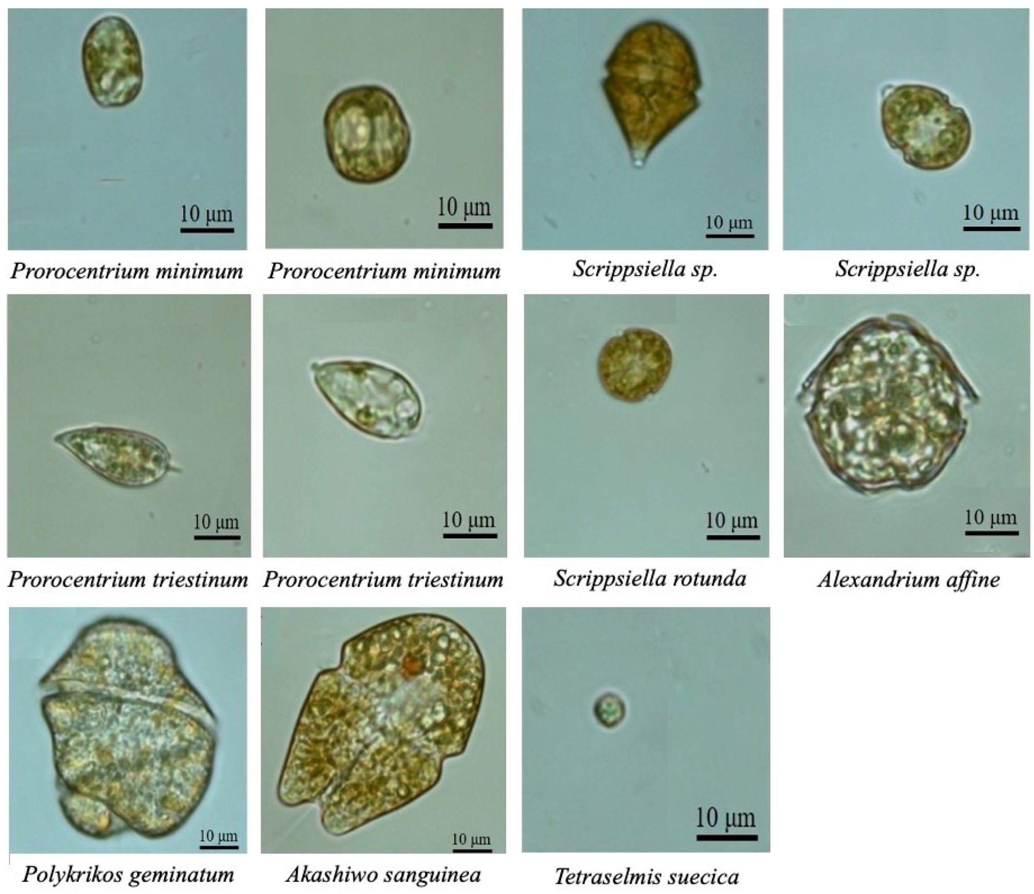 Jmse 08 00381 g002 Jmse 08 00381 g002