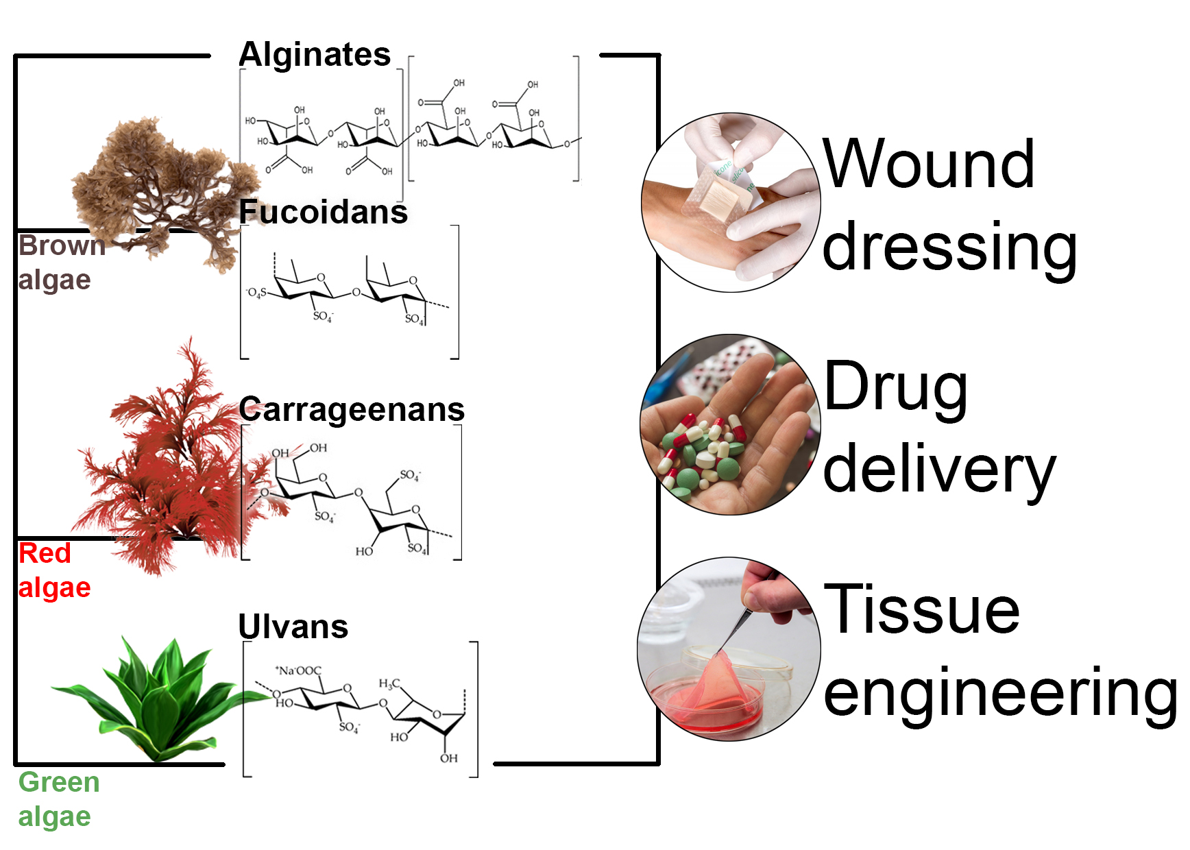 JMSE Free FullText Marine Algae Polysaccharides as Basis for Wound Dressings, Drug Delivery