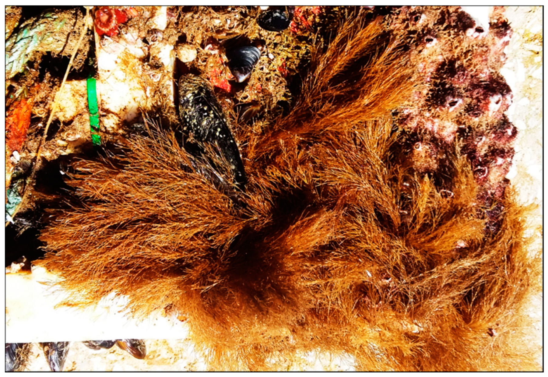 Jmse 08 00495 g003 Jmse 08 00495 g003