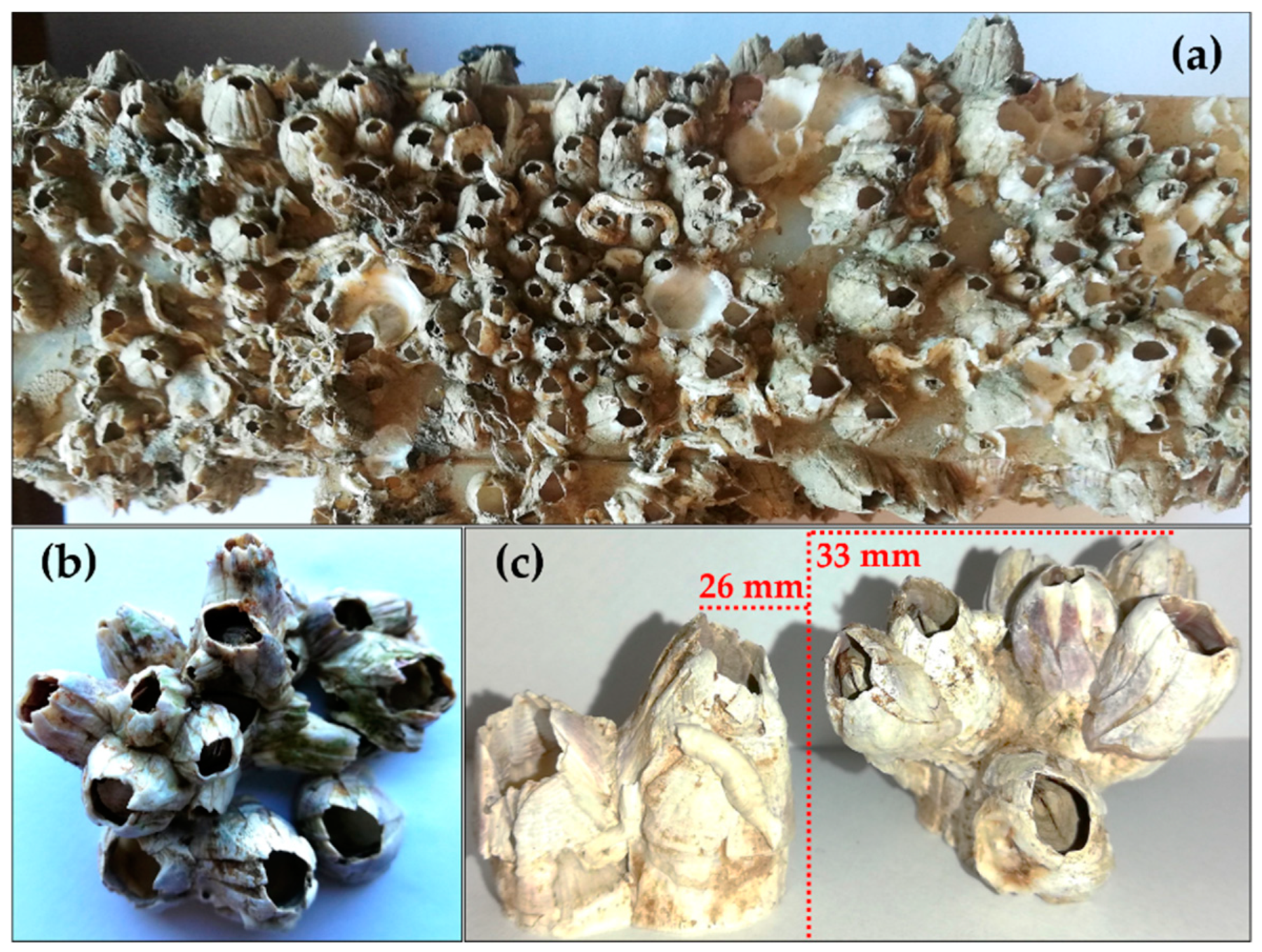 Jmse 08 00495 g005 Jmse 08 00495 g005