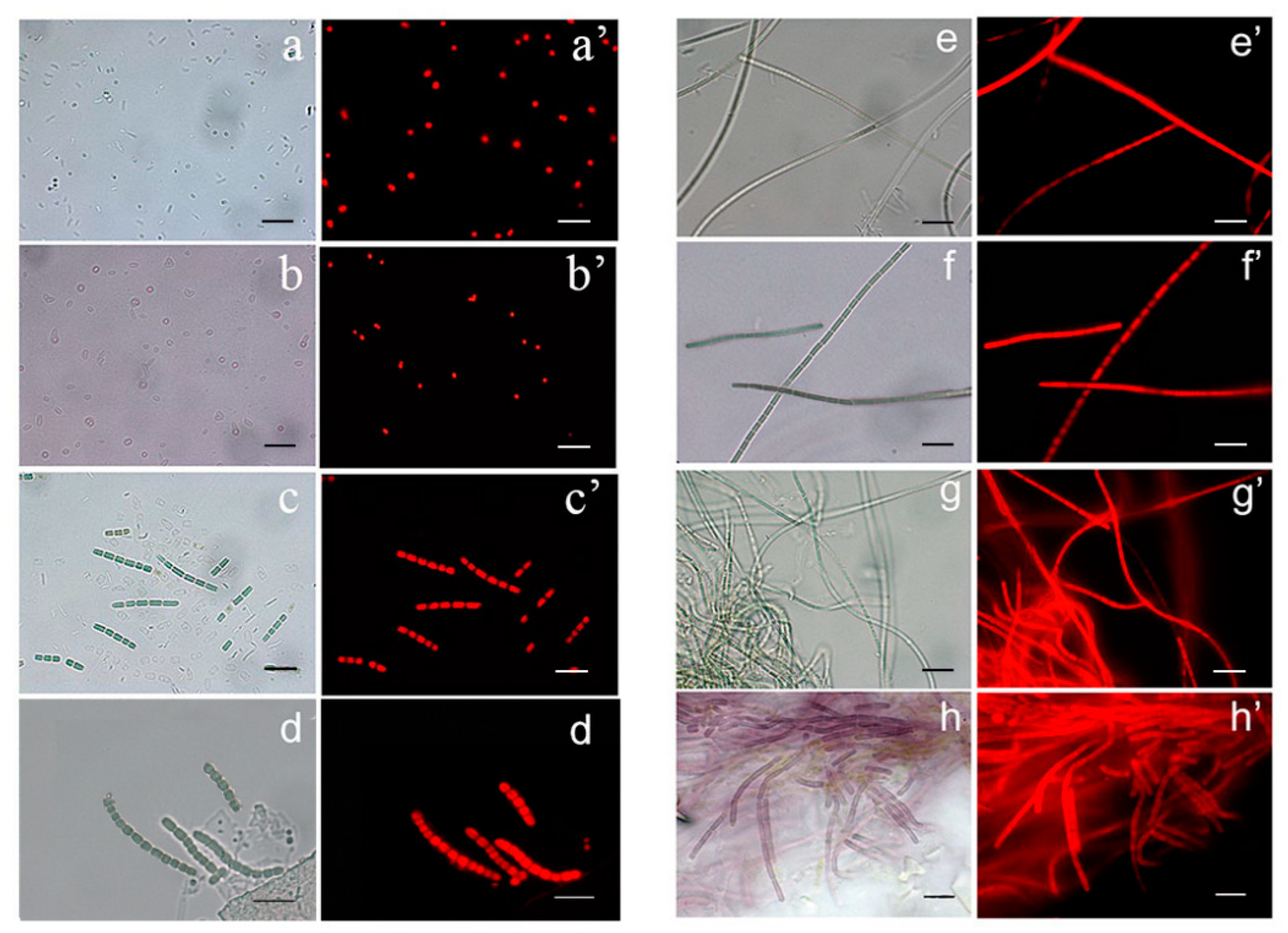 Jmse Free Full Text The Marine Sponge Petrosia Ficiformis Harbors Different Cyanobacteria Strains With Potential Biotechnological Application Html