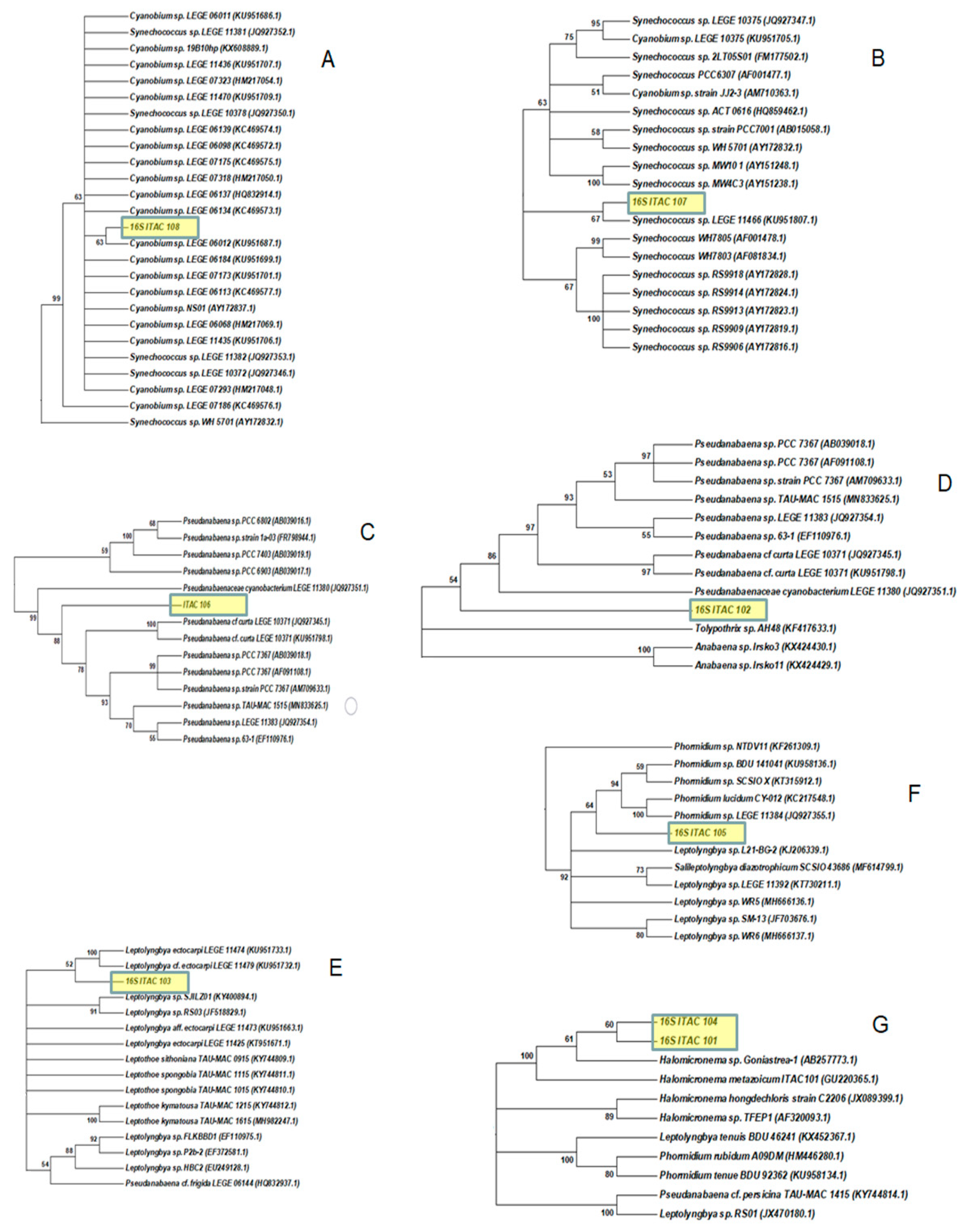 Jmse Free Full Text The Marine Sponge Petrosia Ficiformis Harbors Different Cyanobacteria Strains With Potential Biotechnological Application Html