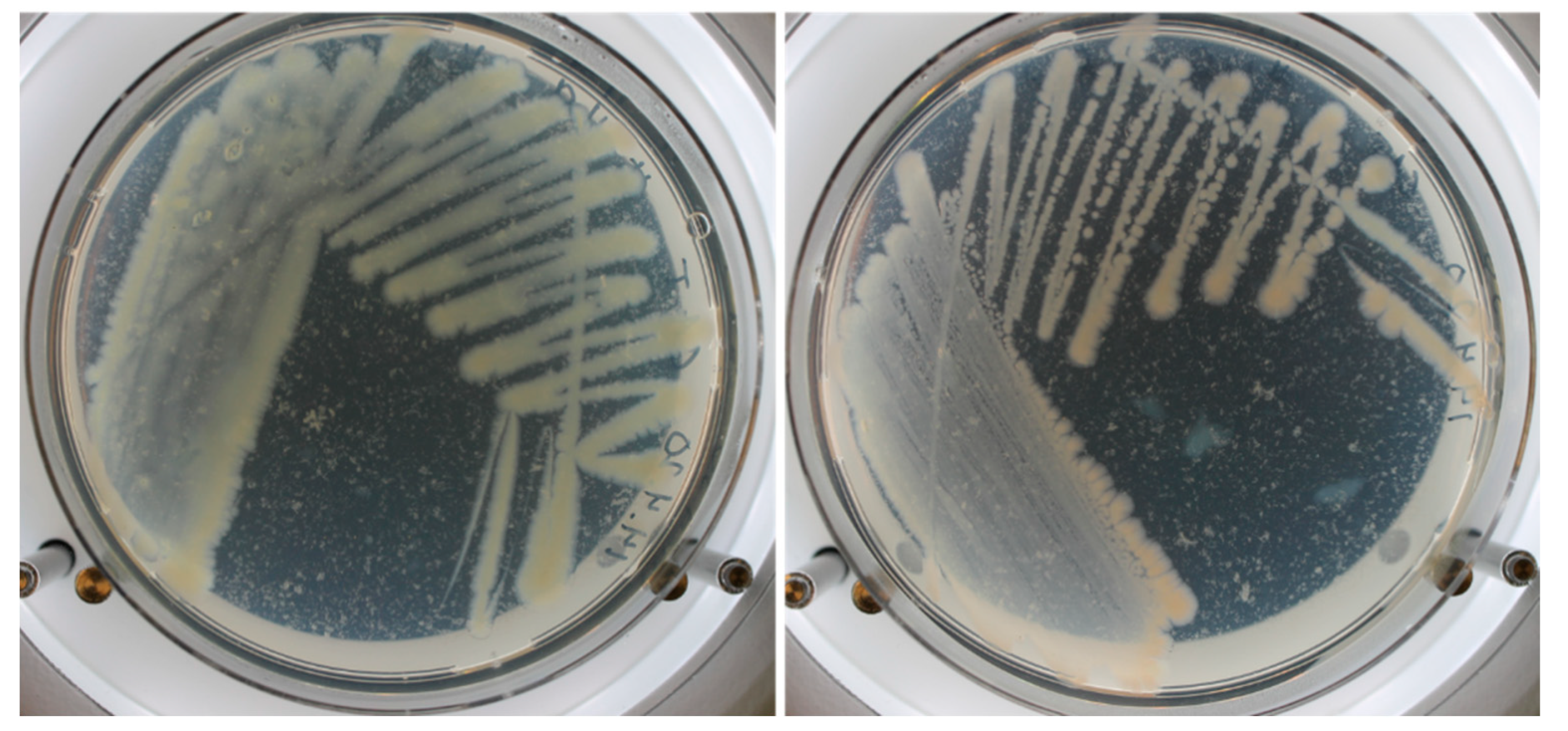 Jmse 08 00804 g006 Jmse 08 00804 g006