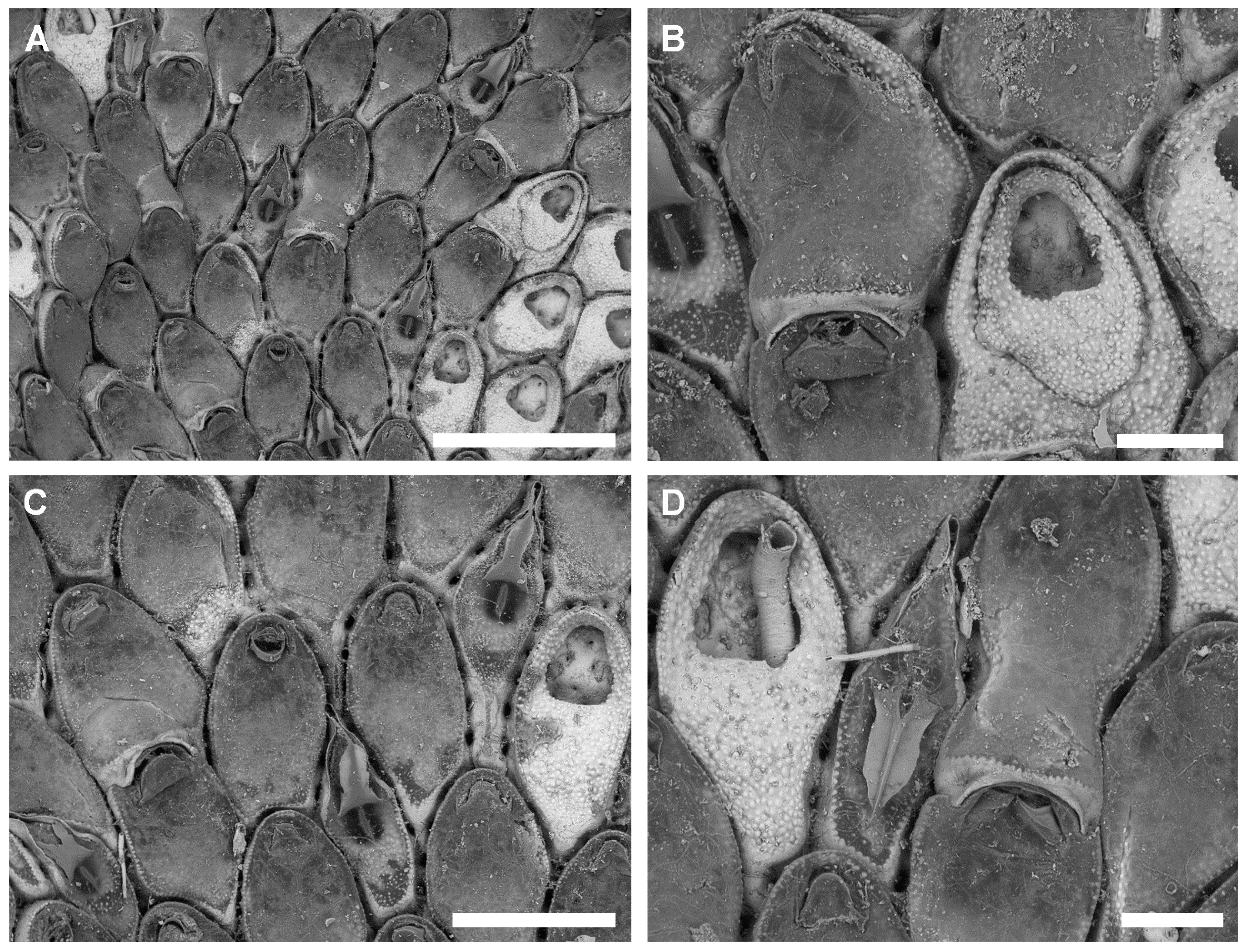 Jmse 08 00904 g007 Jmse 08 00904 g007