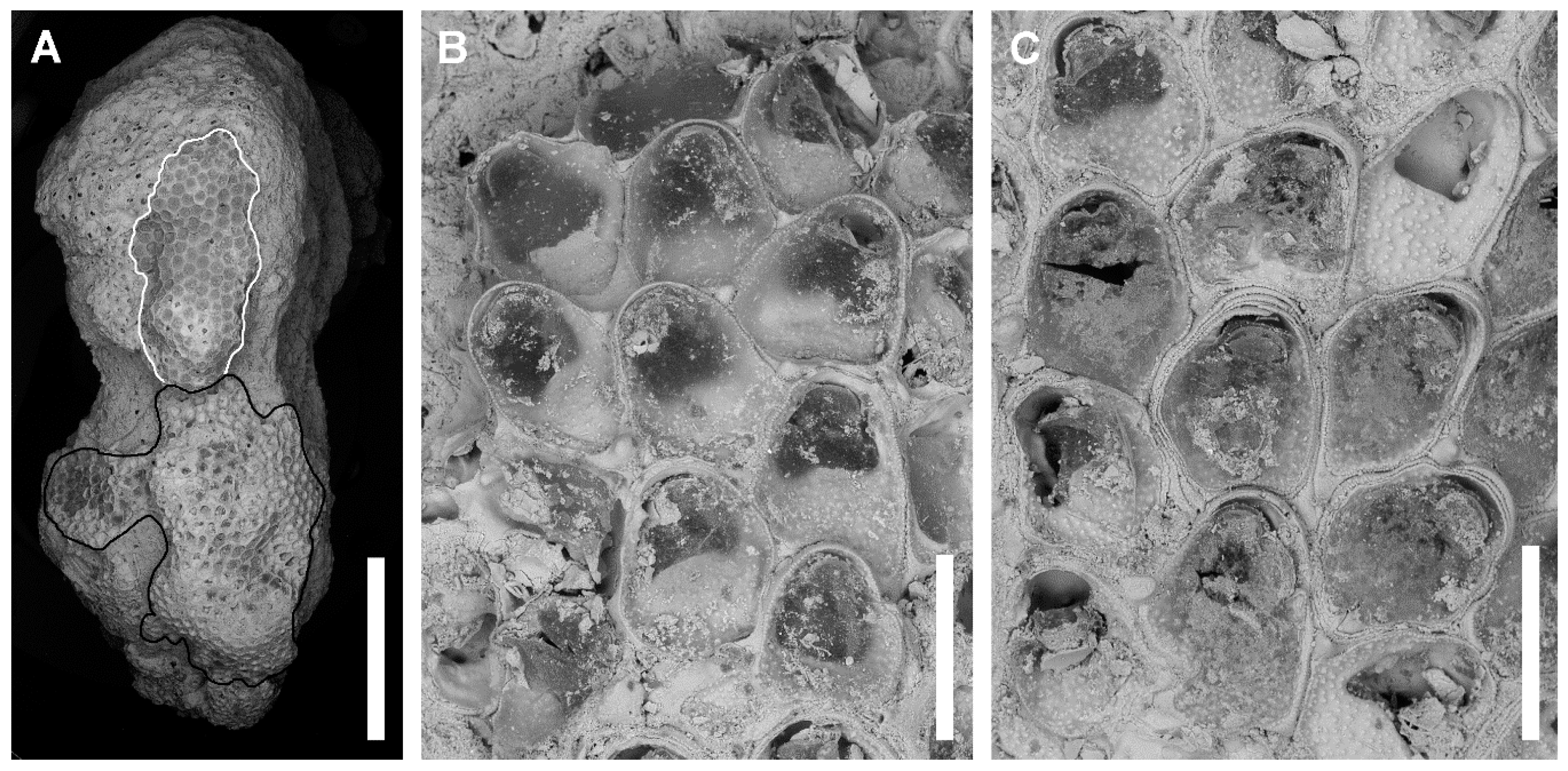 Jmse 08 00904 g009 Jmse 08 00904 g009