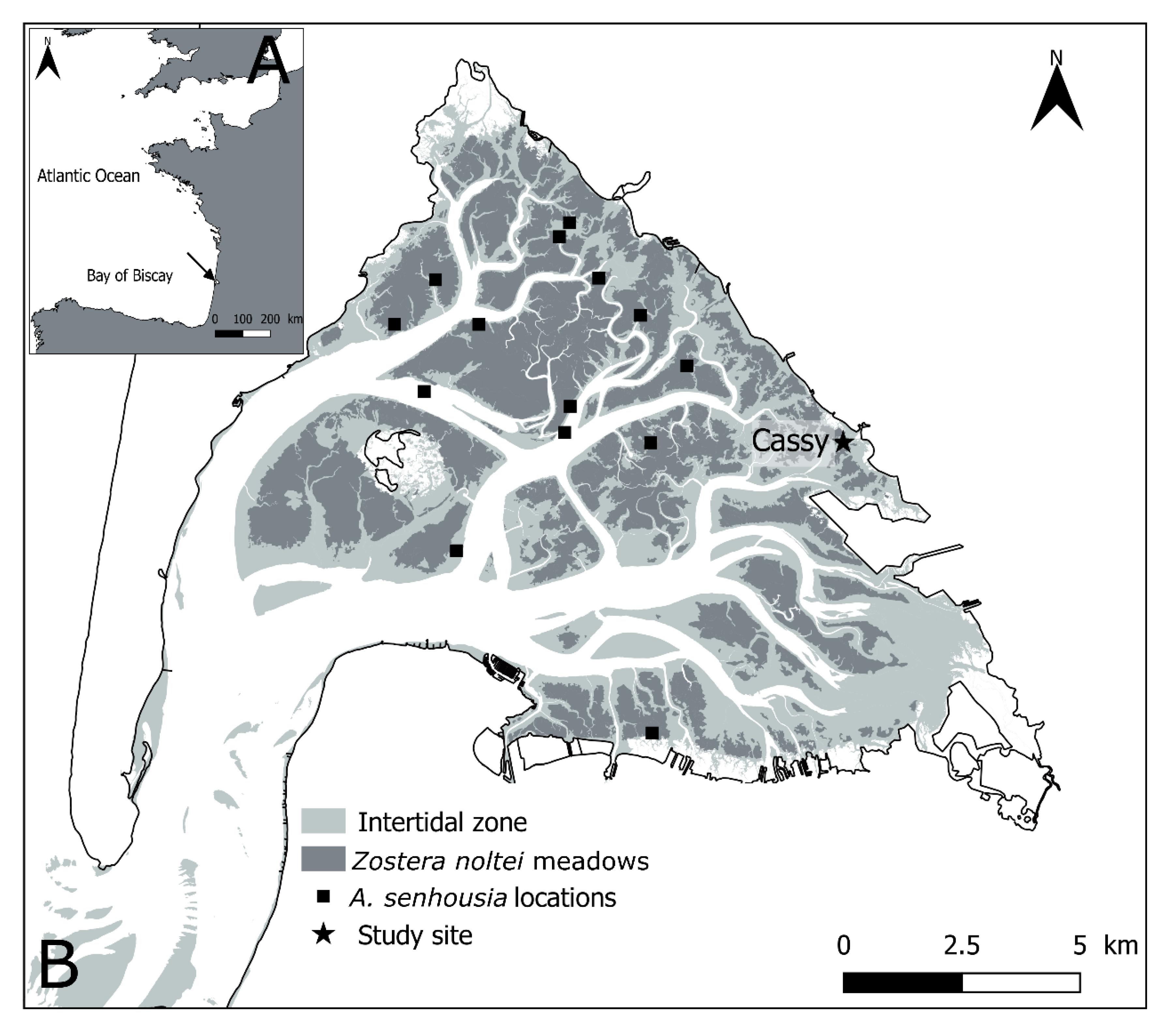 jmse free full text an invasive mussel arcuatula senhousia benson 1842 interacts with resident biota in controlling benthic ecosystem functioning html