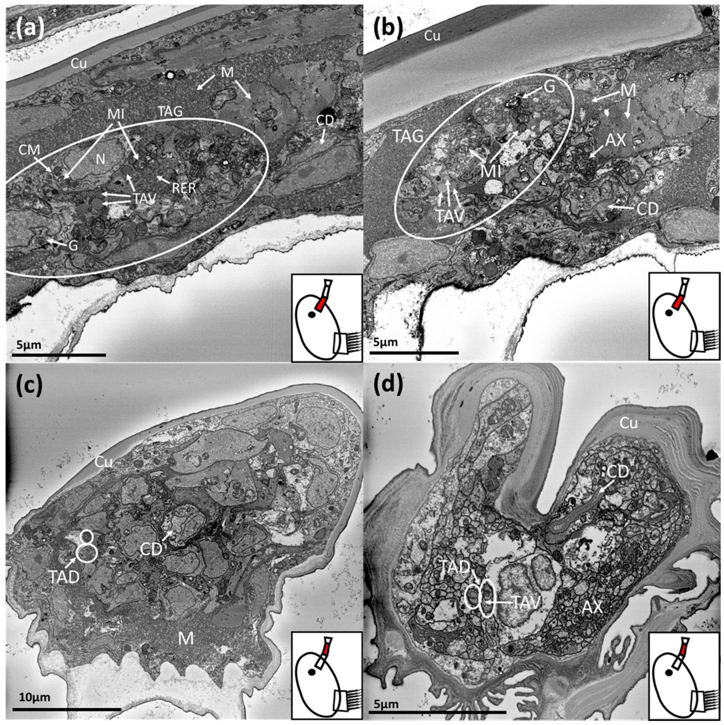 Jmse 08 00968 g002