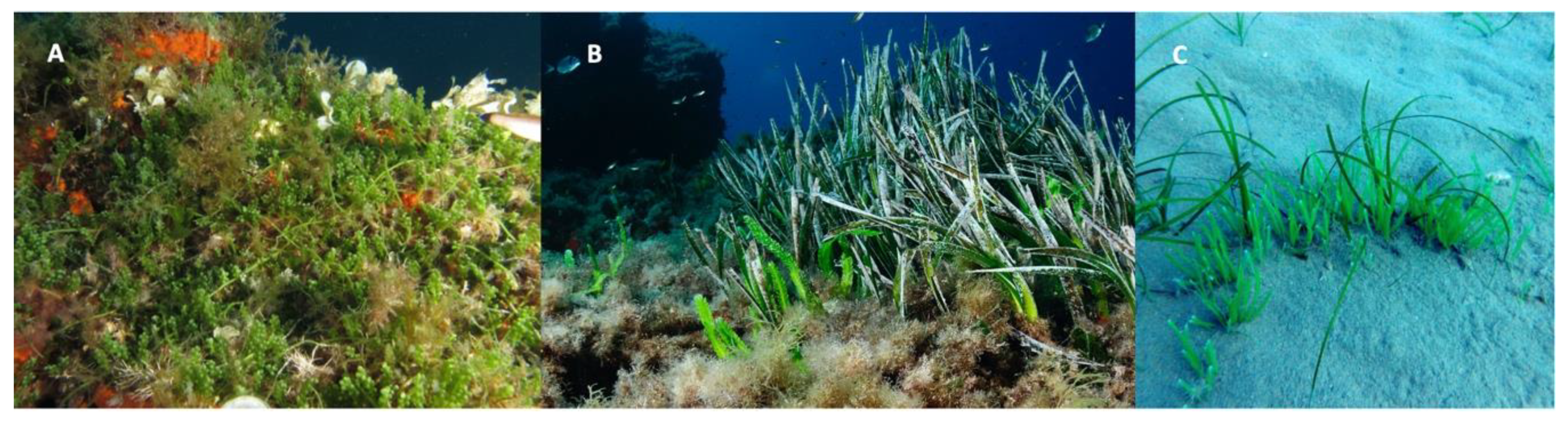 Jmse 09 00288 g001 Jmse 09 00288 g001