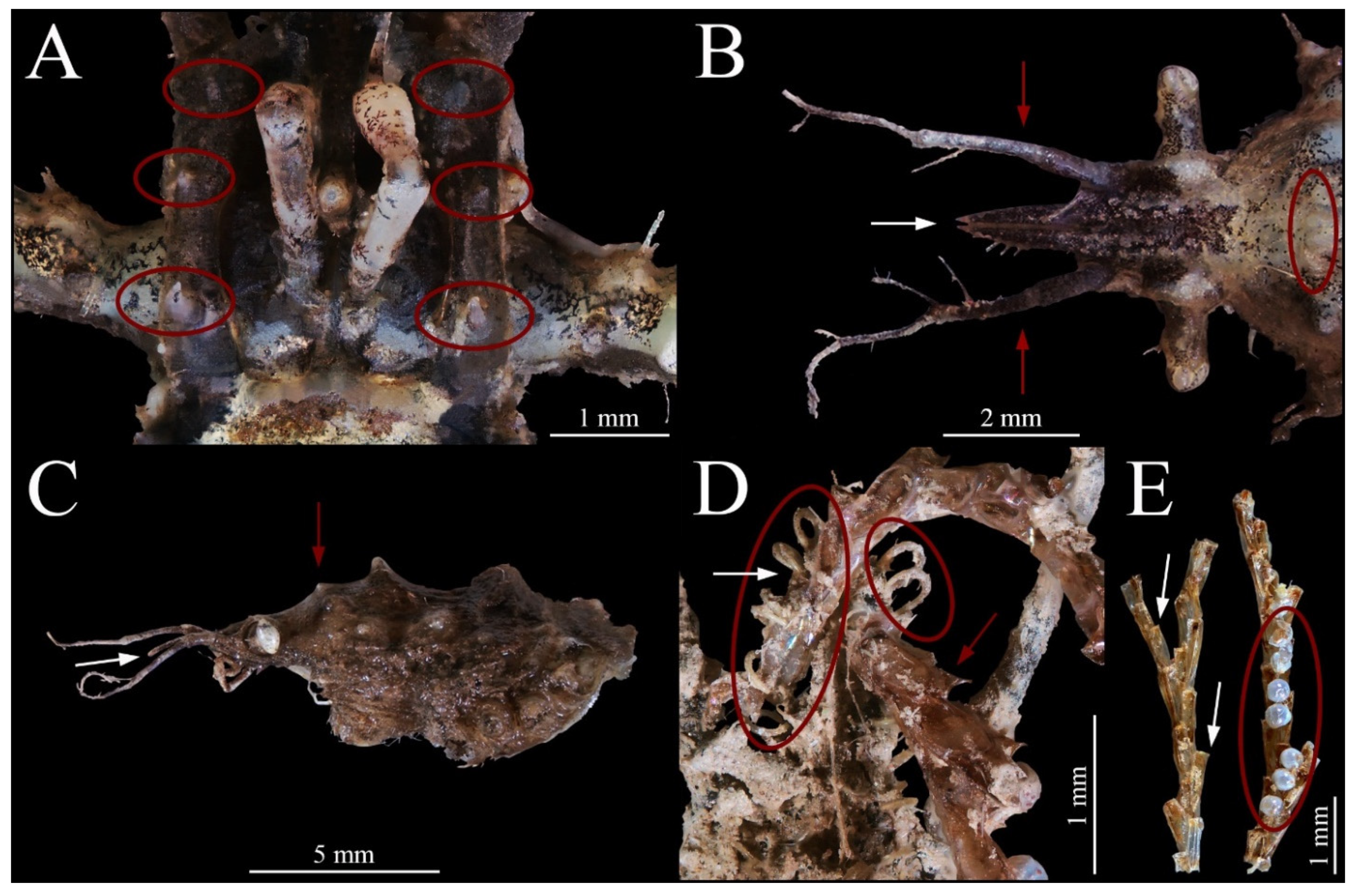 Jmse 09 00495 g002 Jmse 09 00495 g002