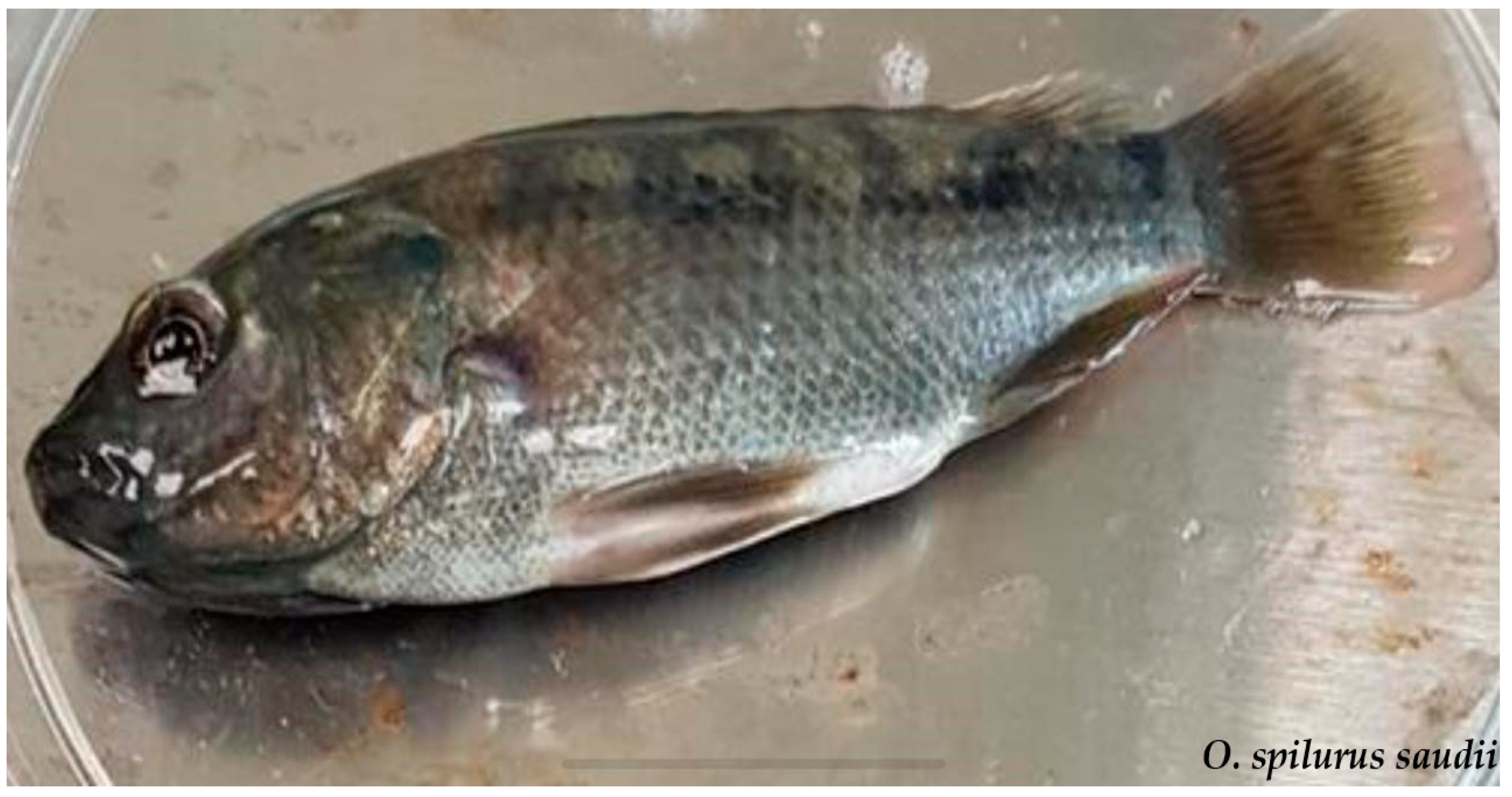 Jmse 09 00506 g010 Jmse 09 00506 g010