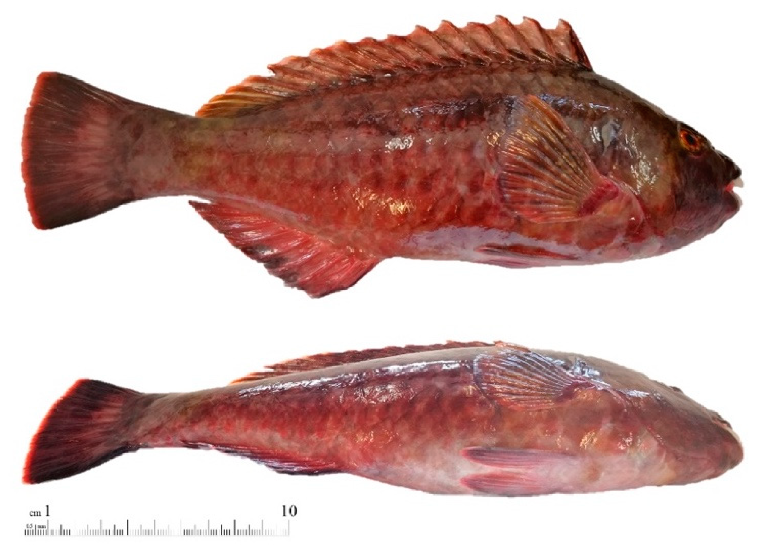 Jmse 09 00536 g003 Jmse 09 00536 g003