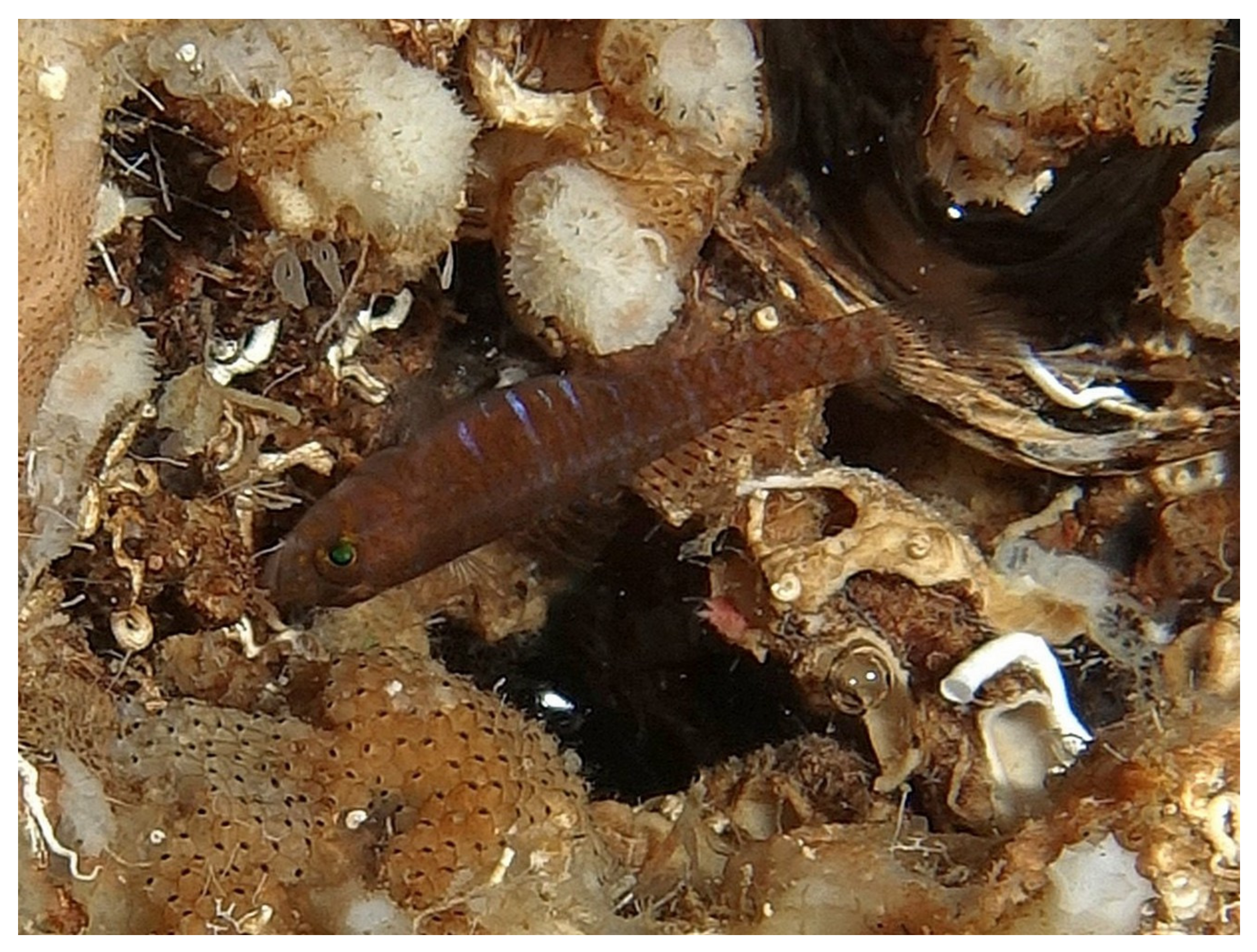 Jmse 09 00557 g002 Jmse 09 00557 g002