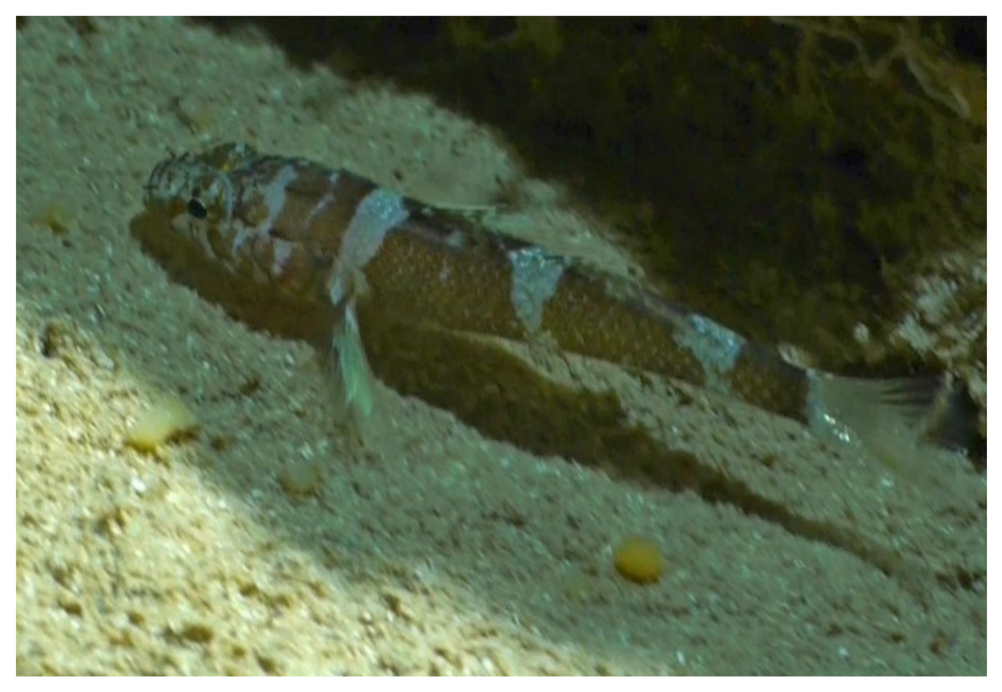 Jmse 09 00557 g003 Jmse 09 00557 g003