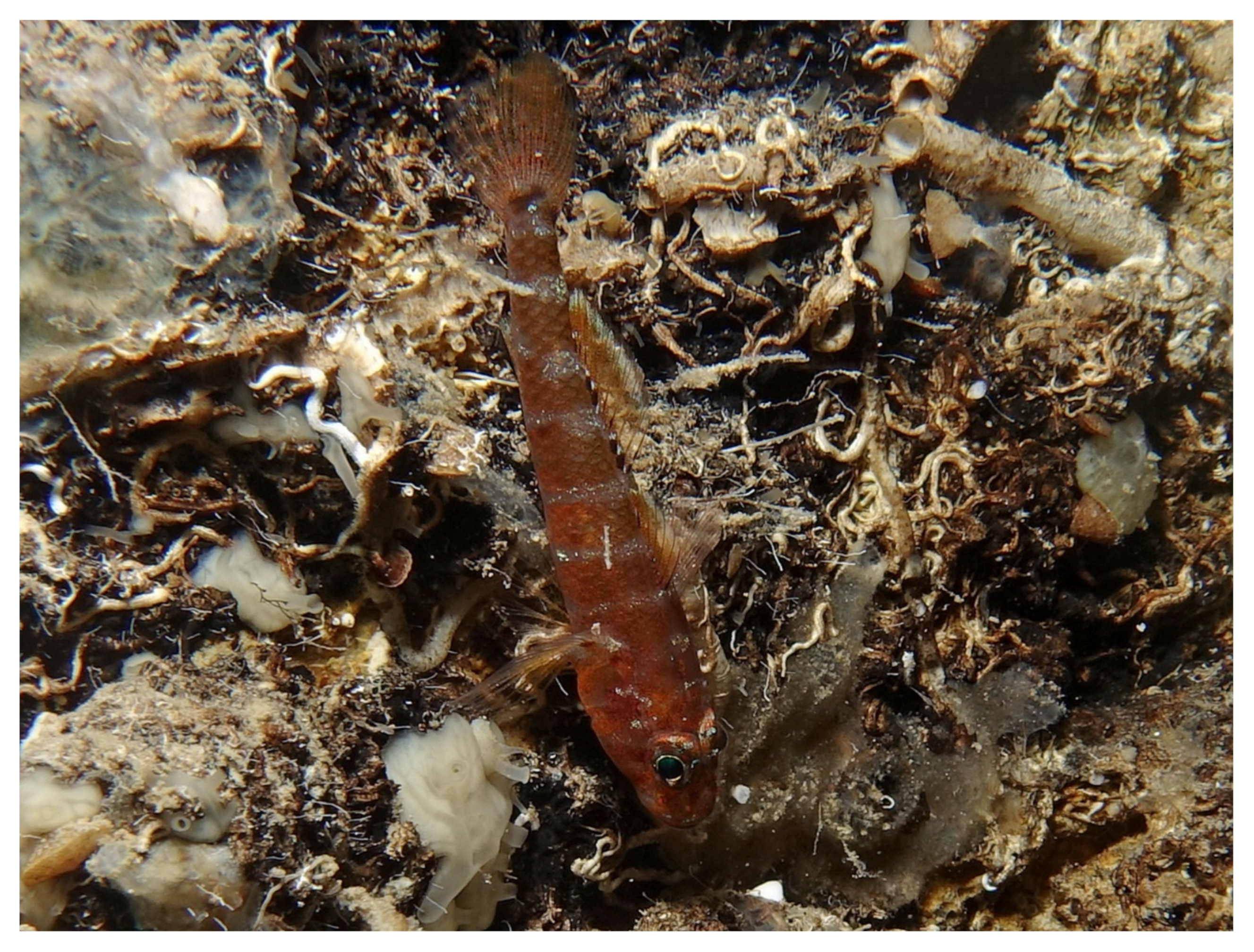 Jmse 09 00557 g004 Jmse 09 00557 g004