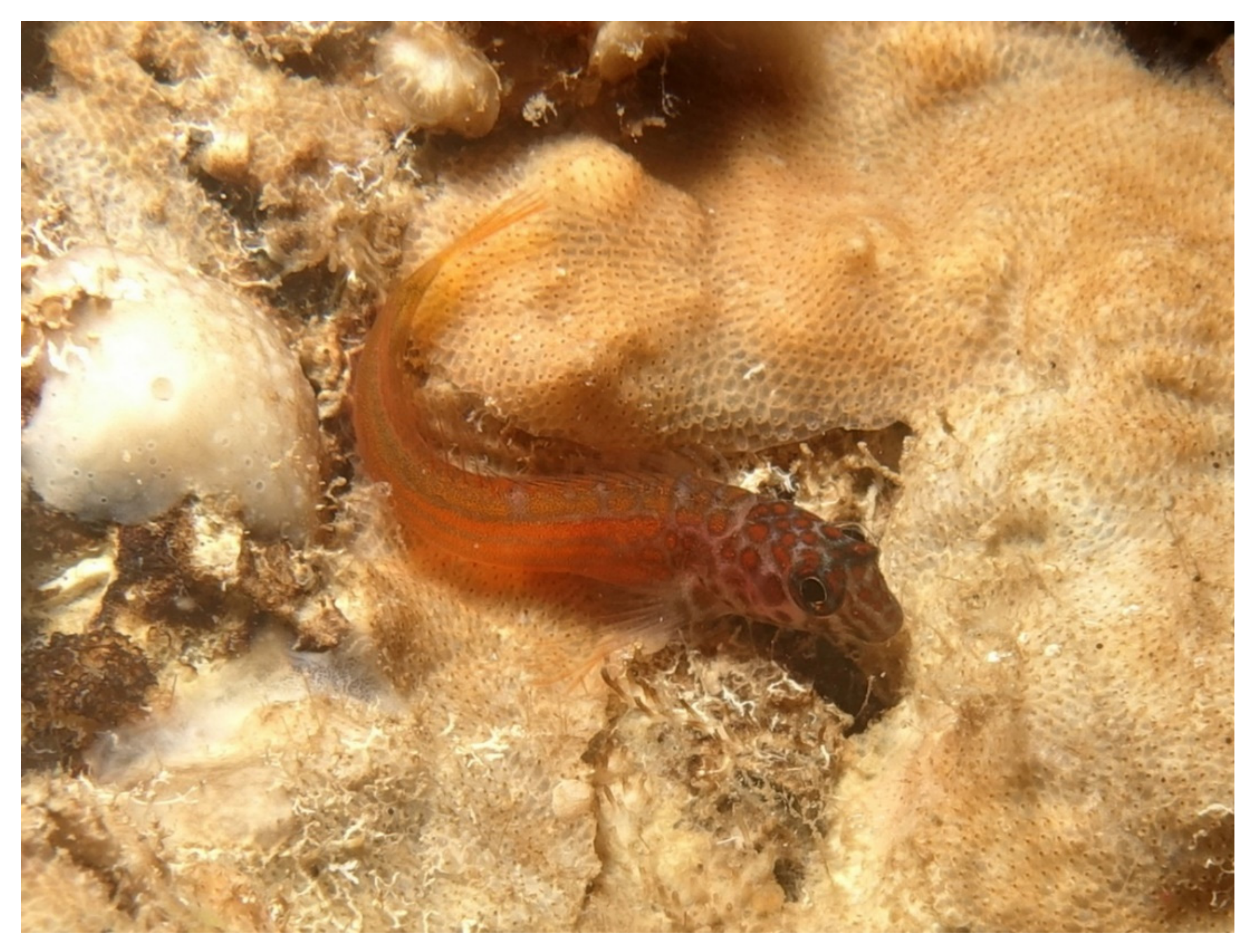 Jmse 09 00557 g006 Jmse 09 00557 g006