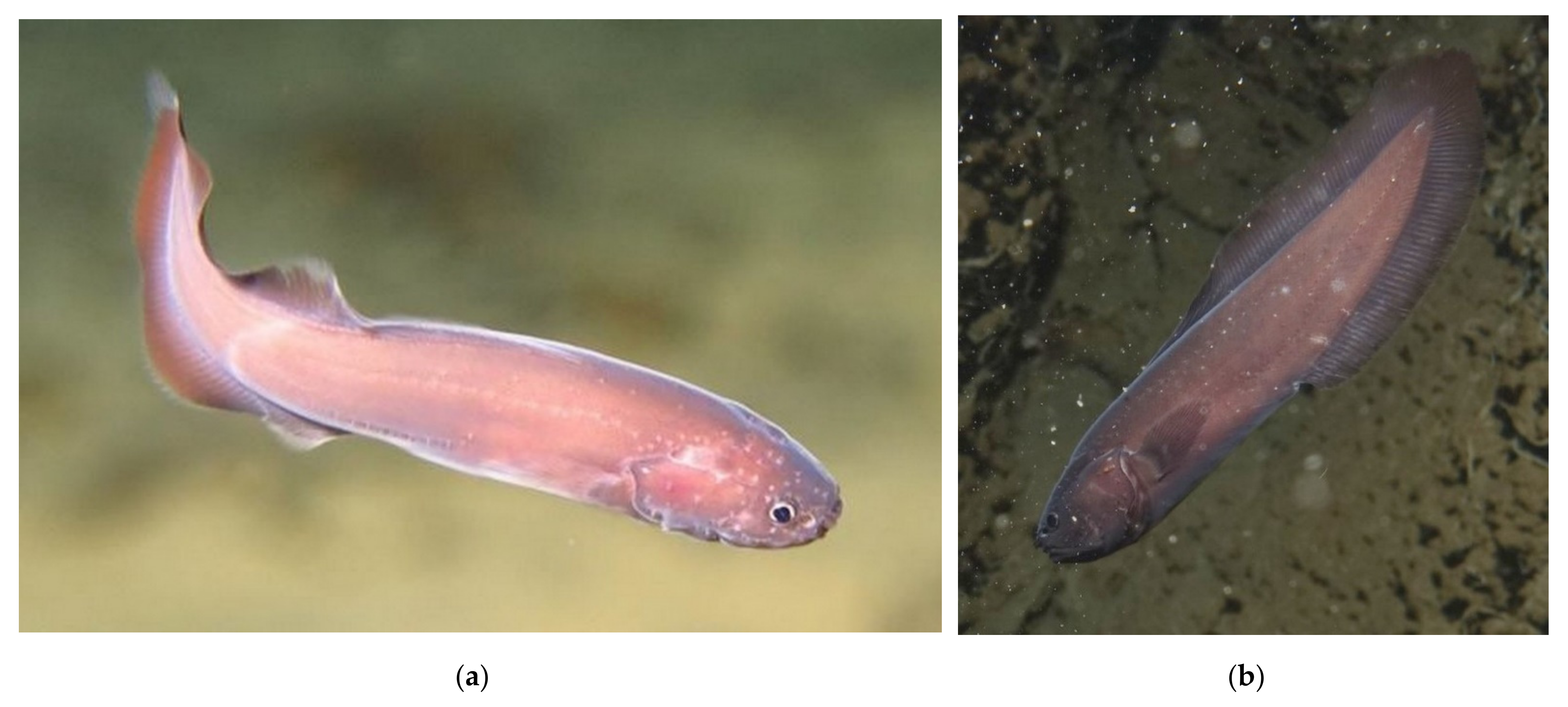 Jmse 09 00557 g008 Jmse 09 00557 g008