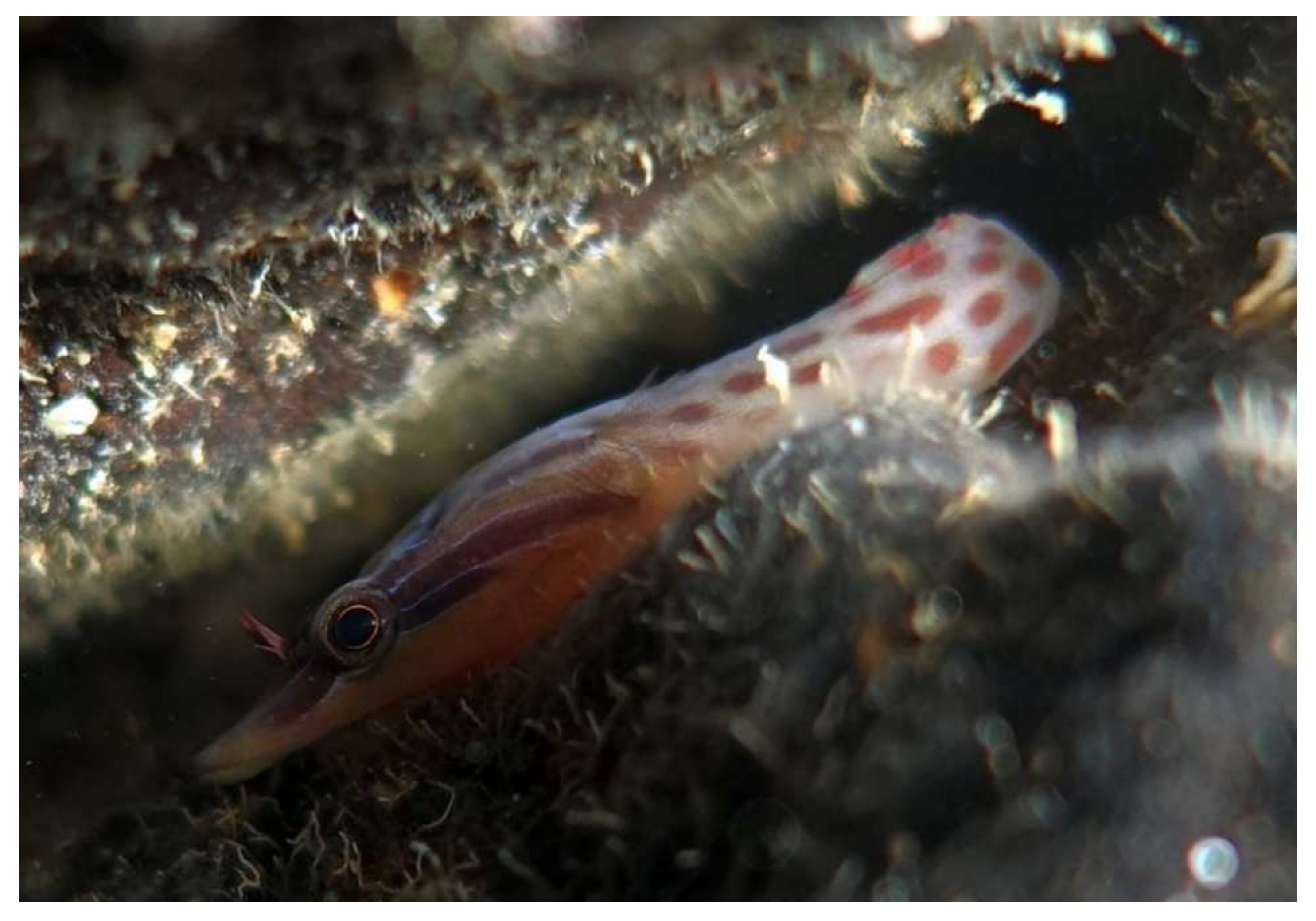 Jmse 09 00557 g009 Jmse 09 00557 g009