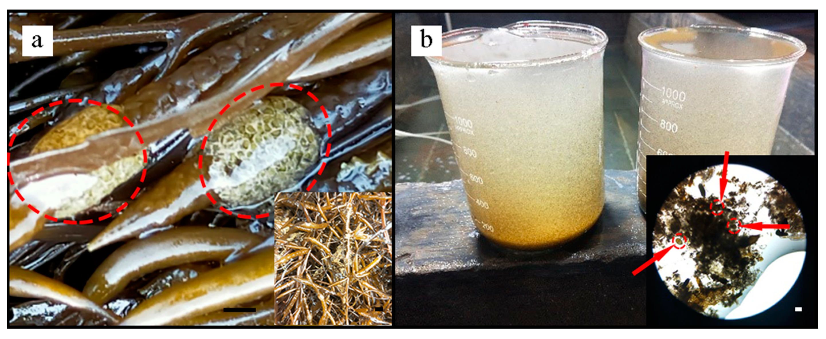 Jmse 09 00558 g001 Jmse 09 00558 g001