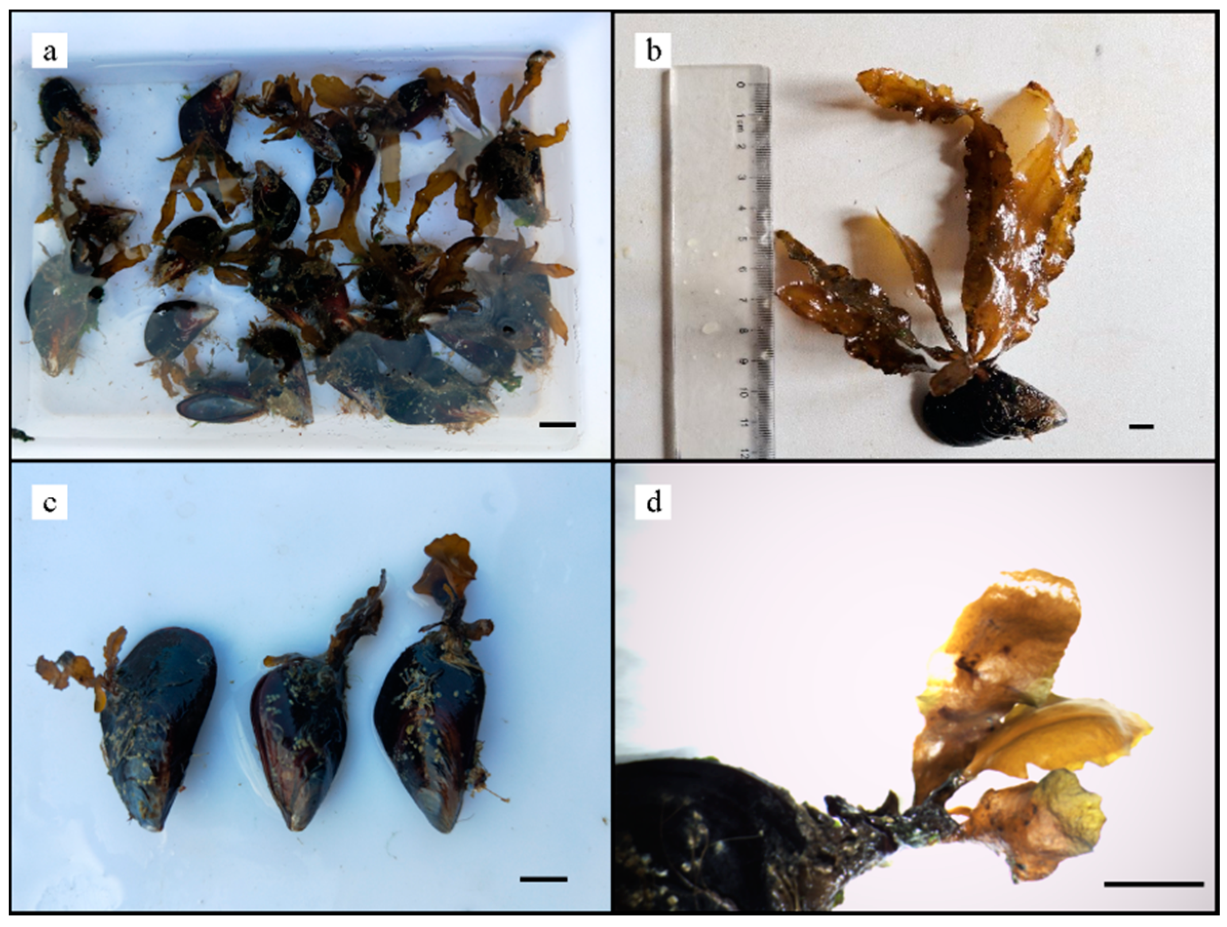 Jmse 09 00558 g010 Jmse 09 00558 g010