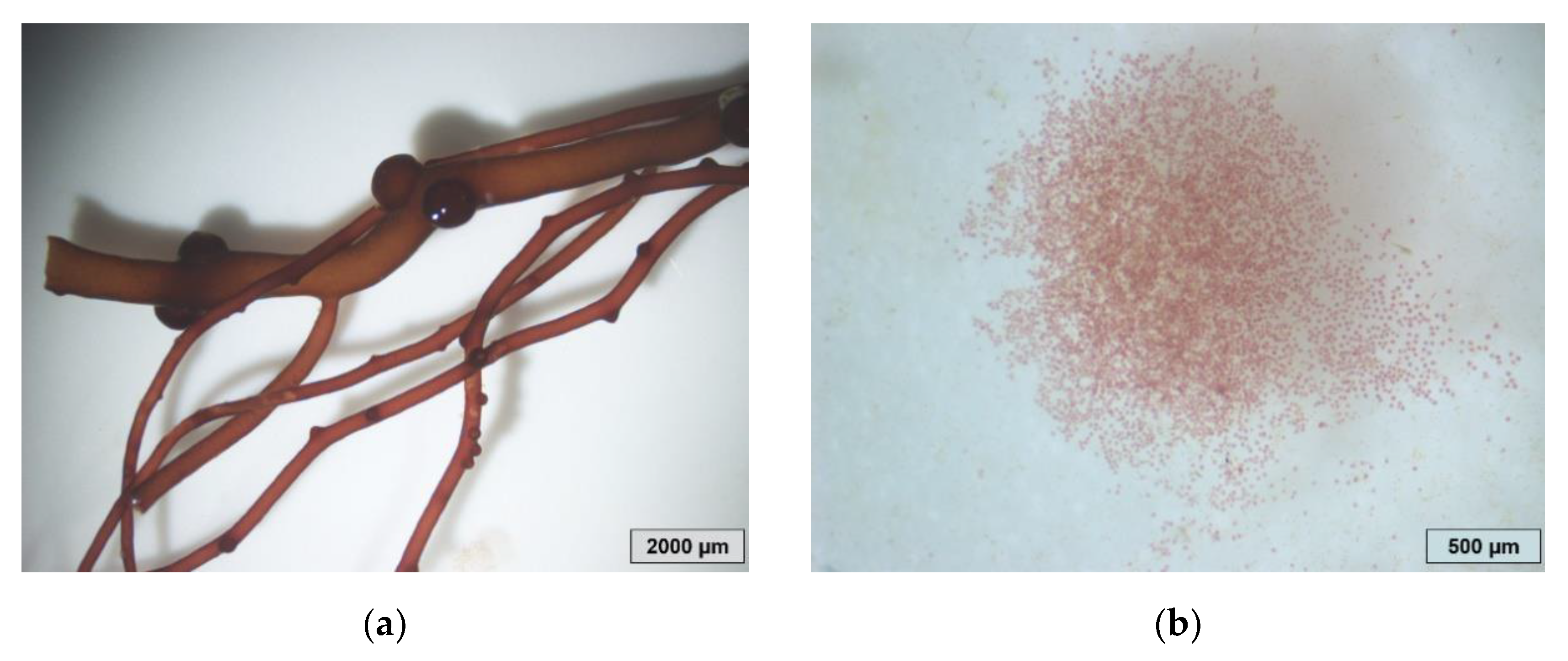 Jmse 09 00562 g001 Jmse 09 00562 g001