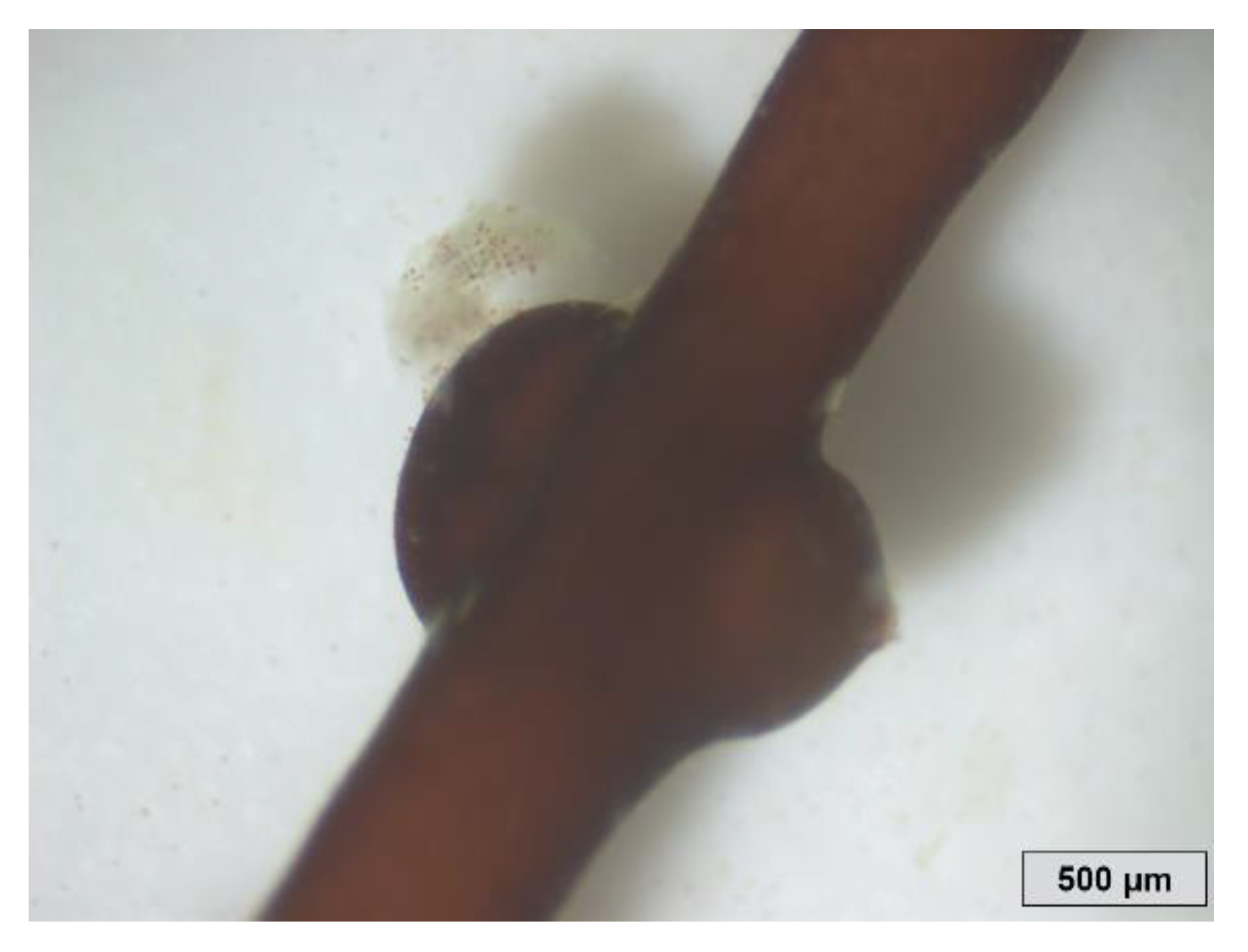 Jmse 09 00562 g002 Jmse 09 00562 g002