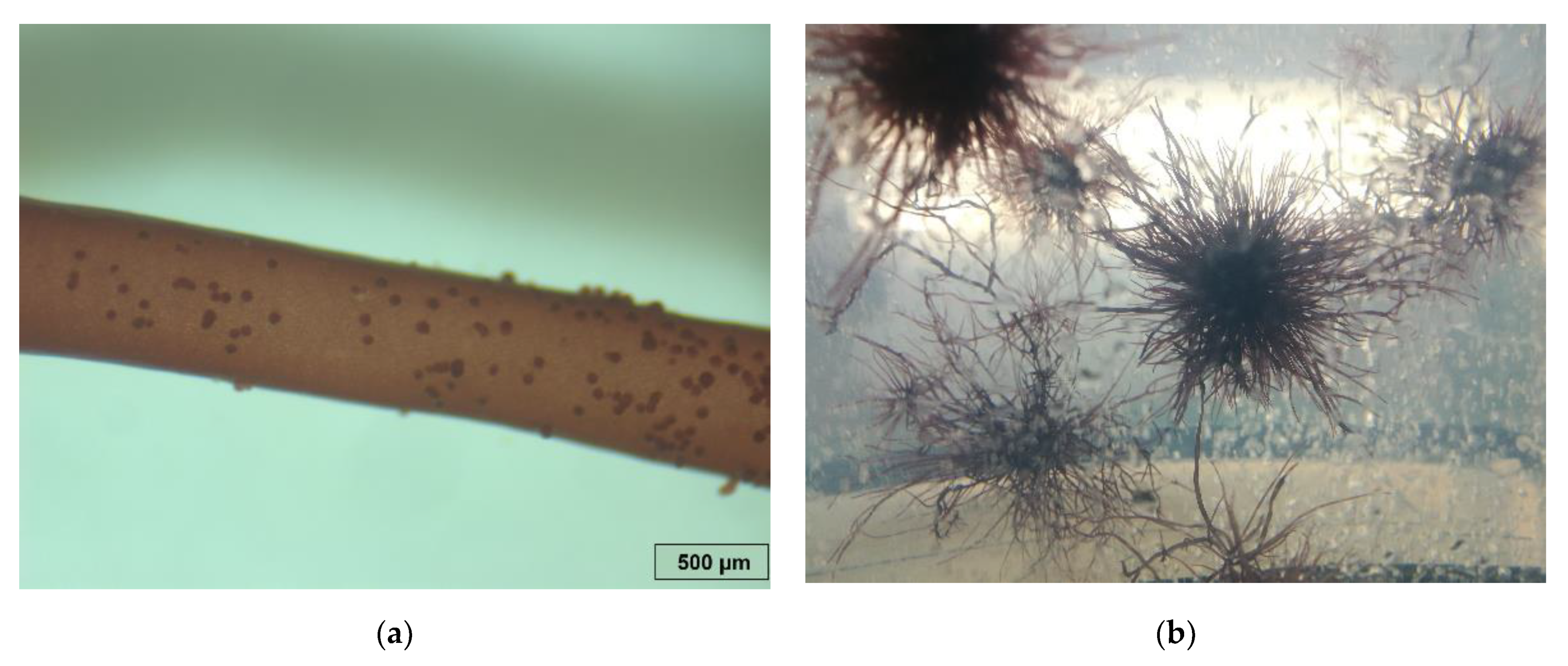 Jmse 09 00562 g003 Jmse 09 00562 g003