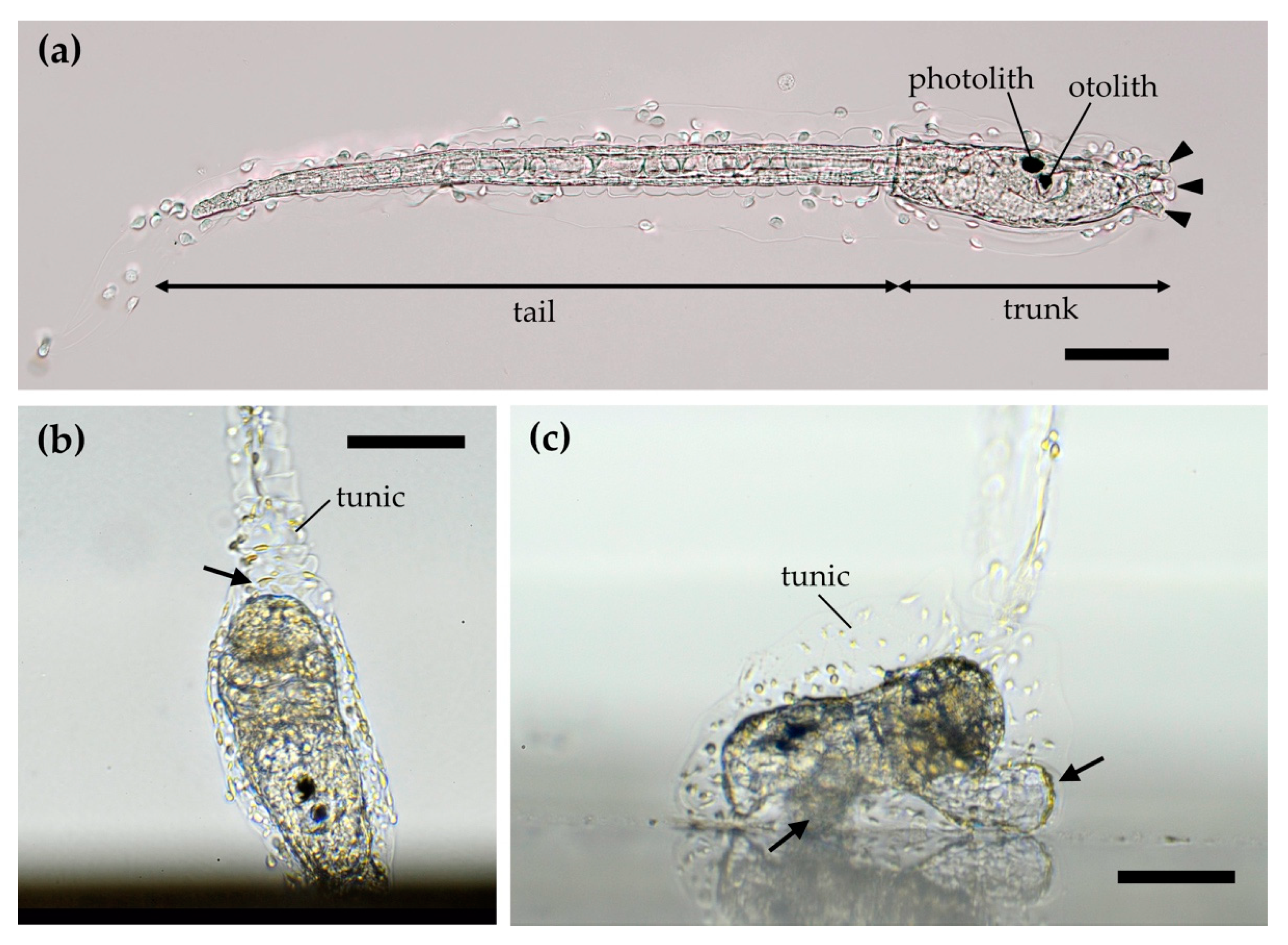 Jmse 09 00634 g001