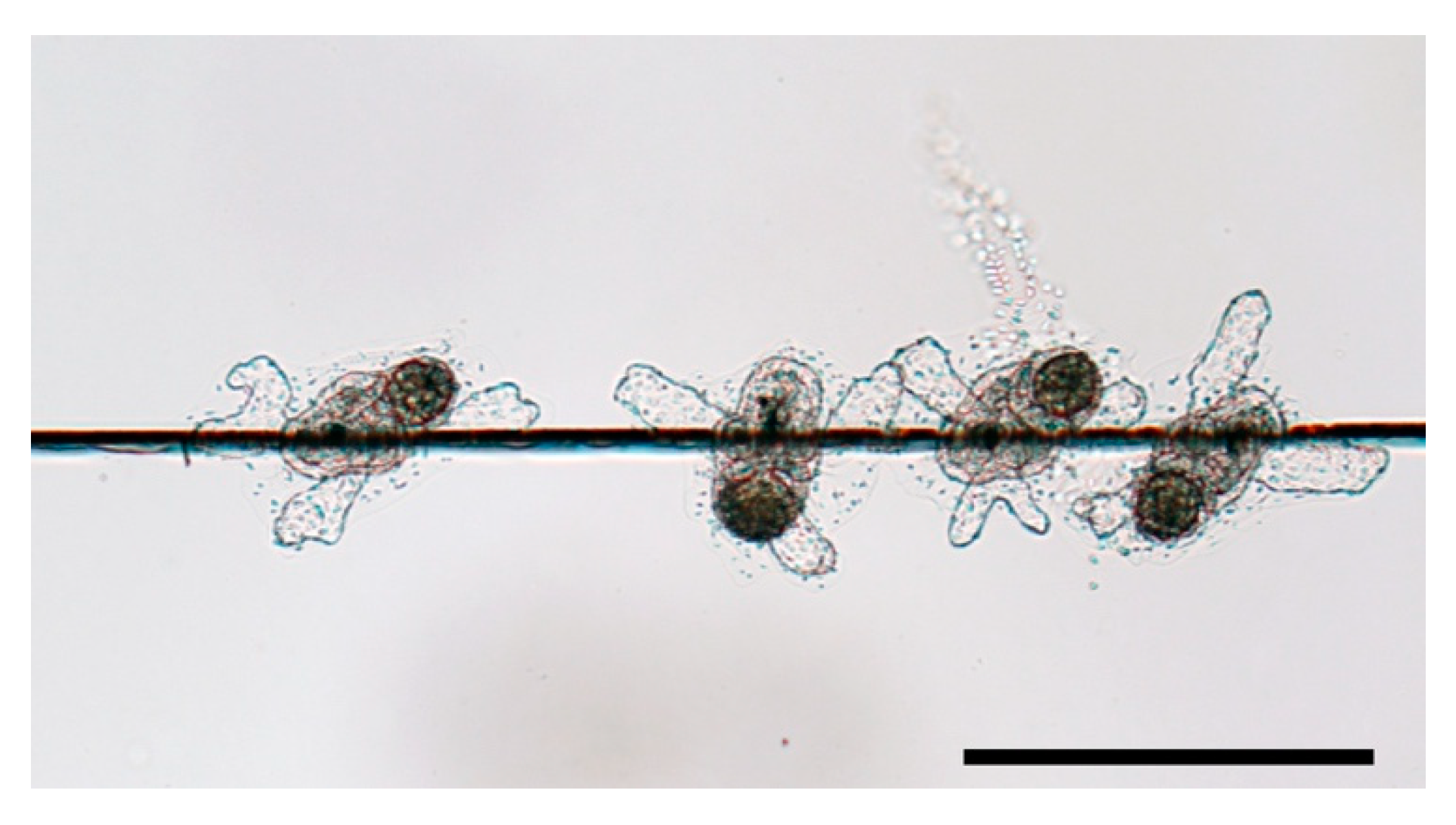 Jmse 09 00634 g005