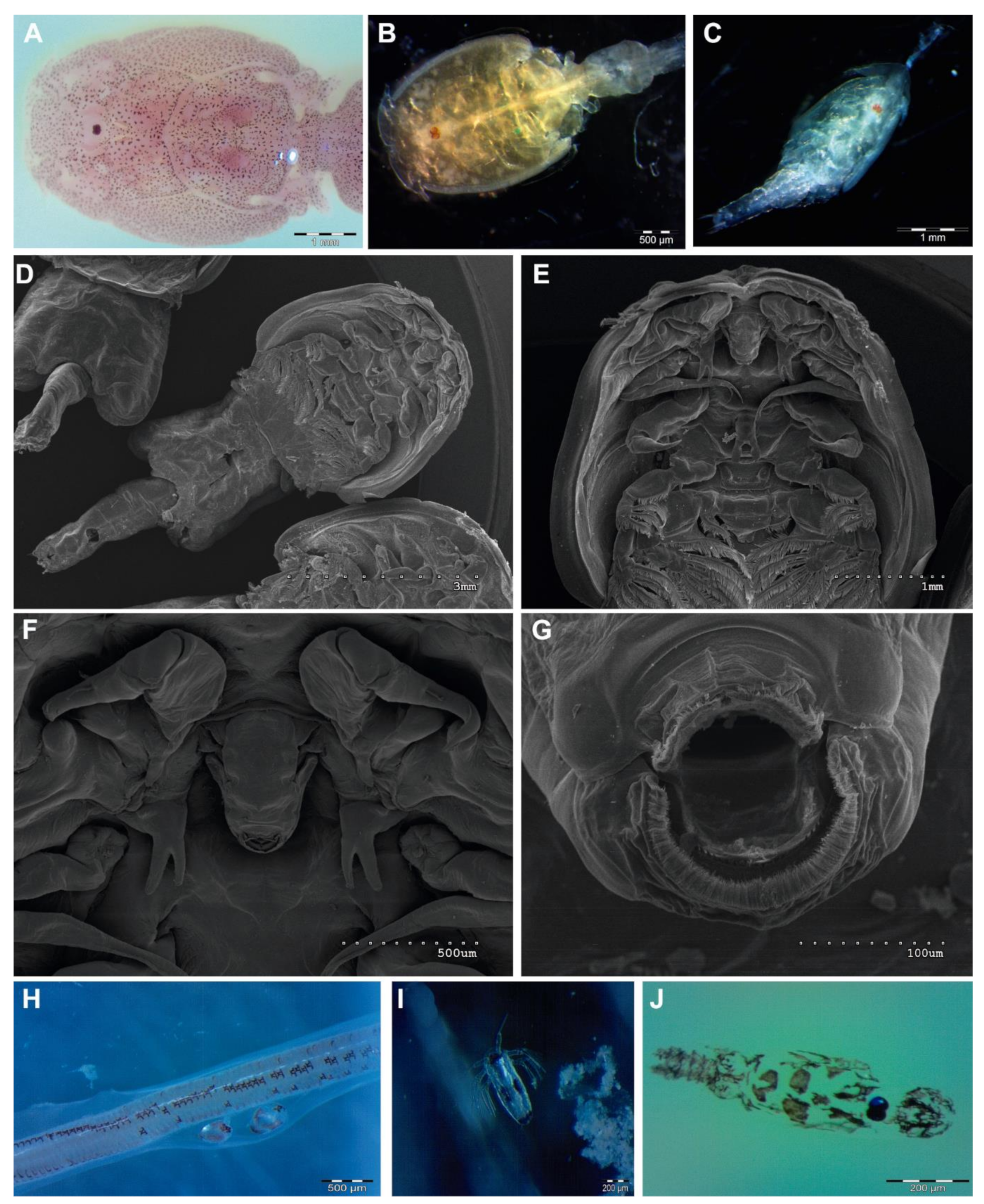 Jmse 09 00765 g001 550