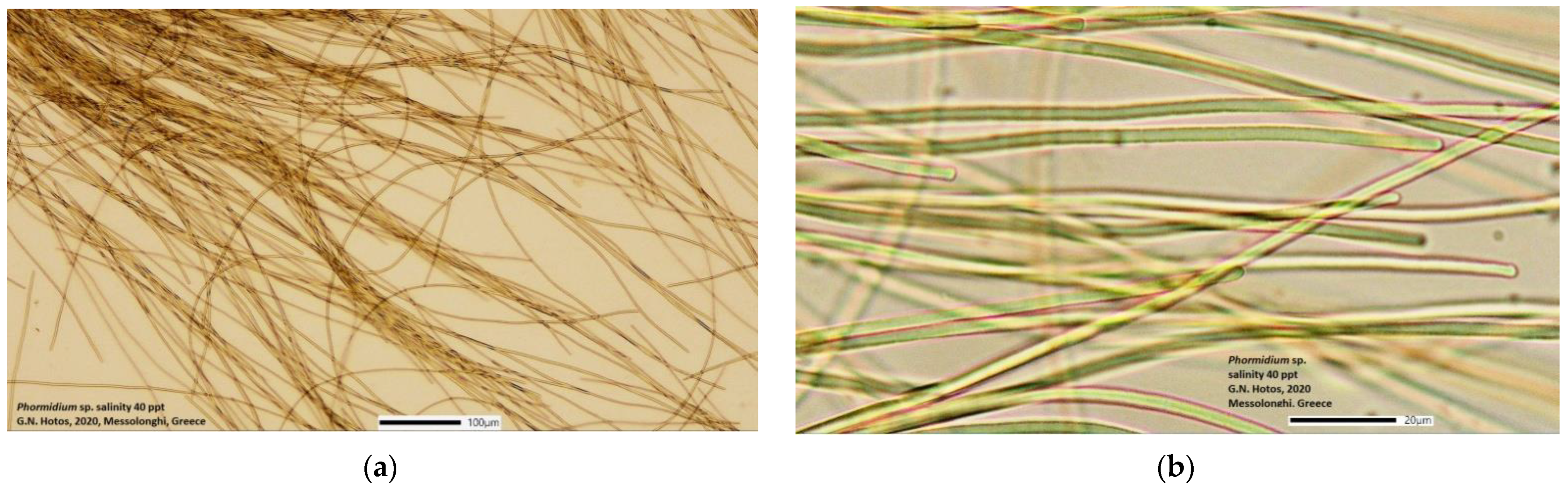 Jmse 09 00798 g001 Jmse 09 00798 g001