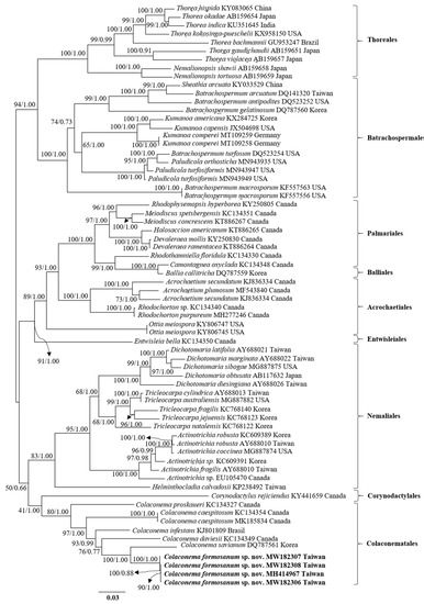 Jmse Free Full Text Molecular And Morphological Characterization Of Colaconema Formosanum Sp Nov Colaconemataceae Rhodophyta A New Endophytic Filamentous Red Algal Species From Taiwan Html Jmse Free Full Text Molecular And Morphological Characterization Of Colaconema Formosanum Sp Nov Colaconemataceae Rhodophyta A New Endophytic Filamentous Red Algal Species From Taiwan Html